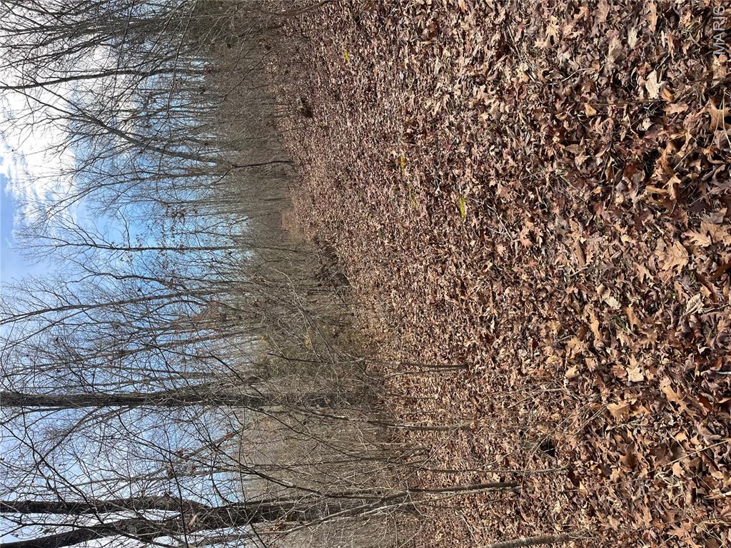 Parcel #3 Lake Road Silva, MO 63964 - Photo 10 of 13