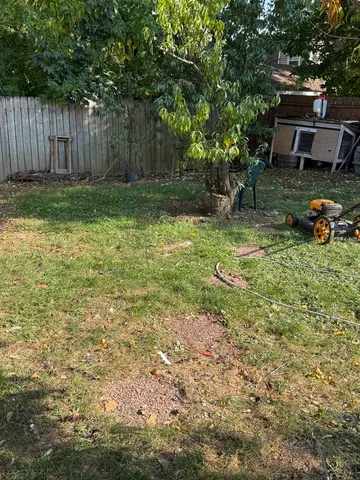 a view of a park with large trees
