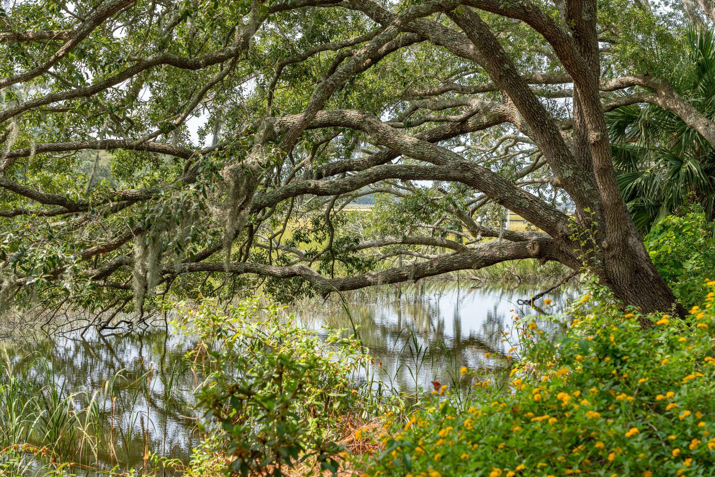 673 Wampler Drive Charleston, SC 29412 - Photo 40 of 47 Beautiful Oaks out over the Water