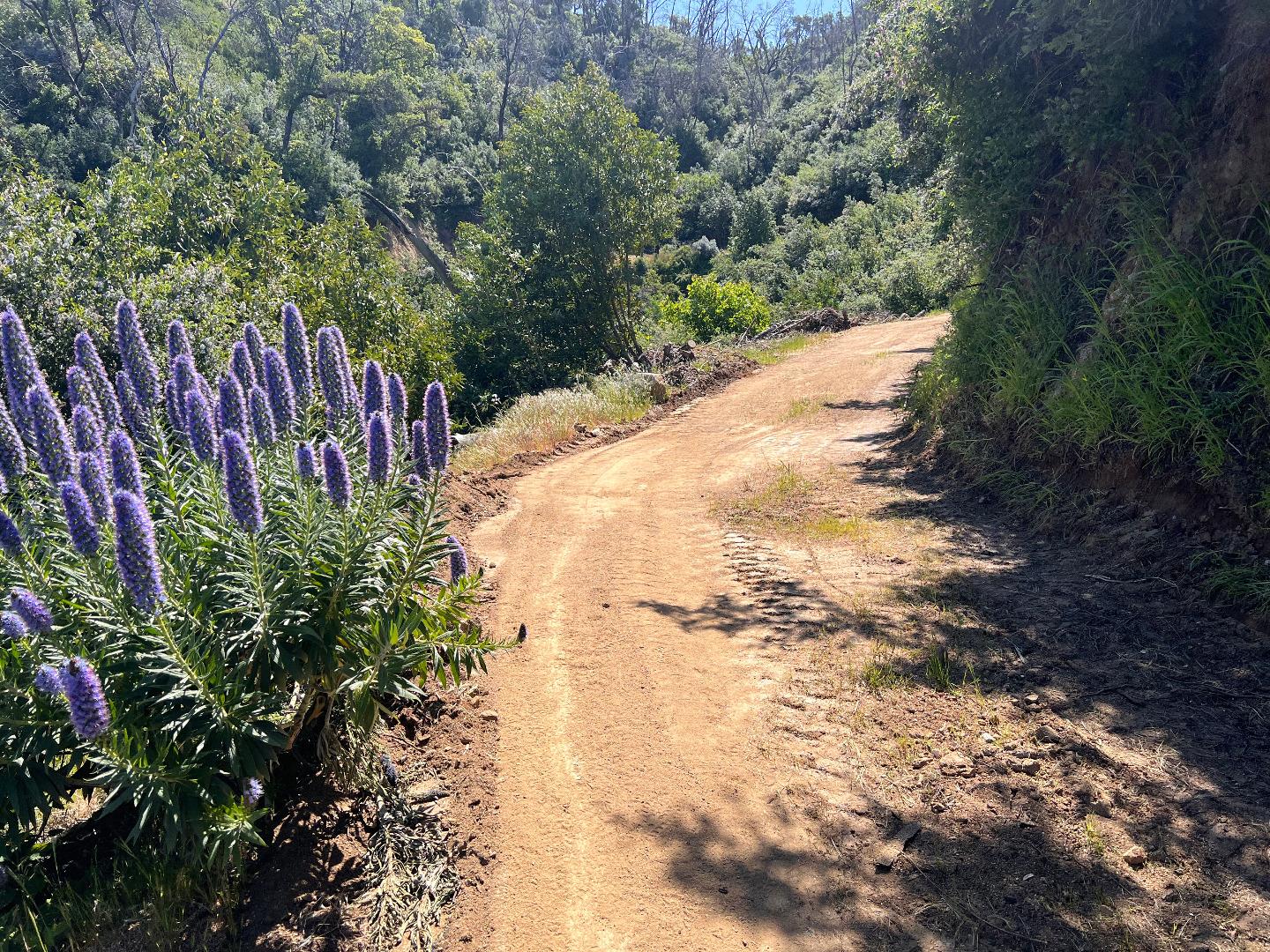37811 Palo Colorado Road Carmel, CA 93923 - Photo 13 of 14 a view of a yard with trees