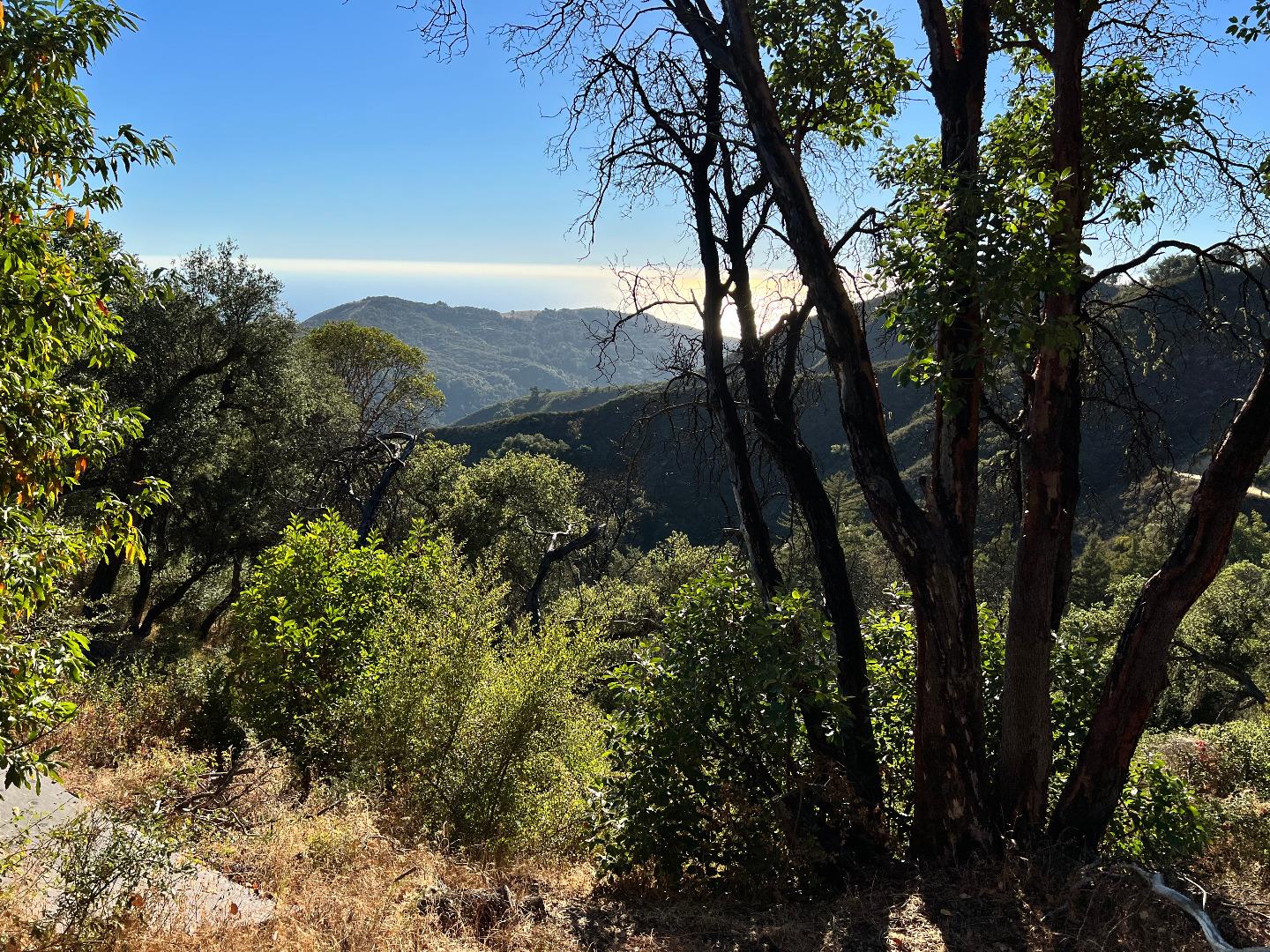 37811 Palo Colorado Road Carmel, CA 93923 - Photo 9 of 14 a view of a trees