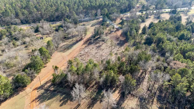 a view of a forest with a tree