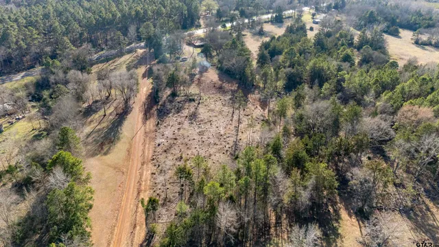 a view of a forest with a tree