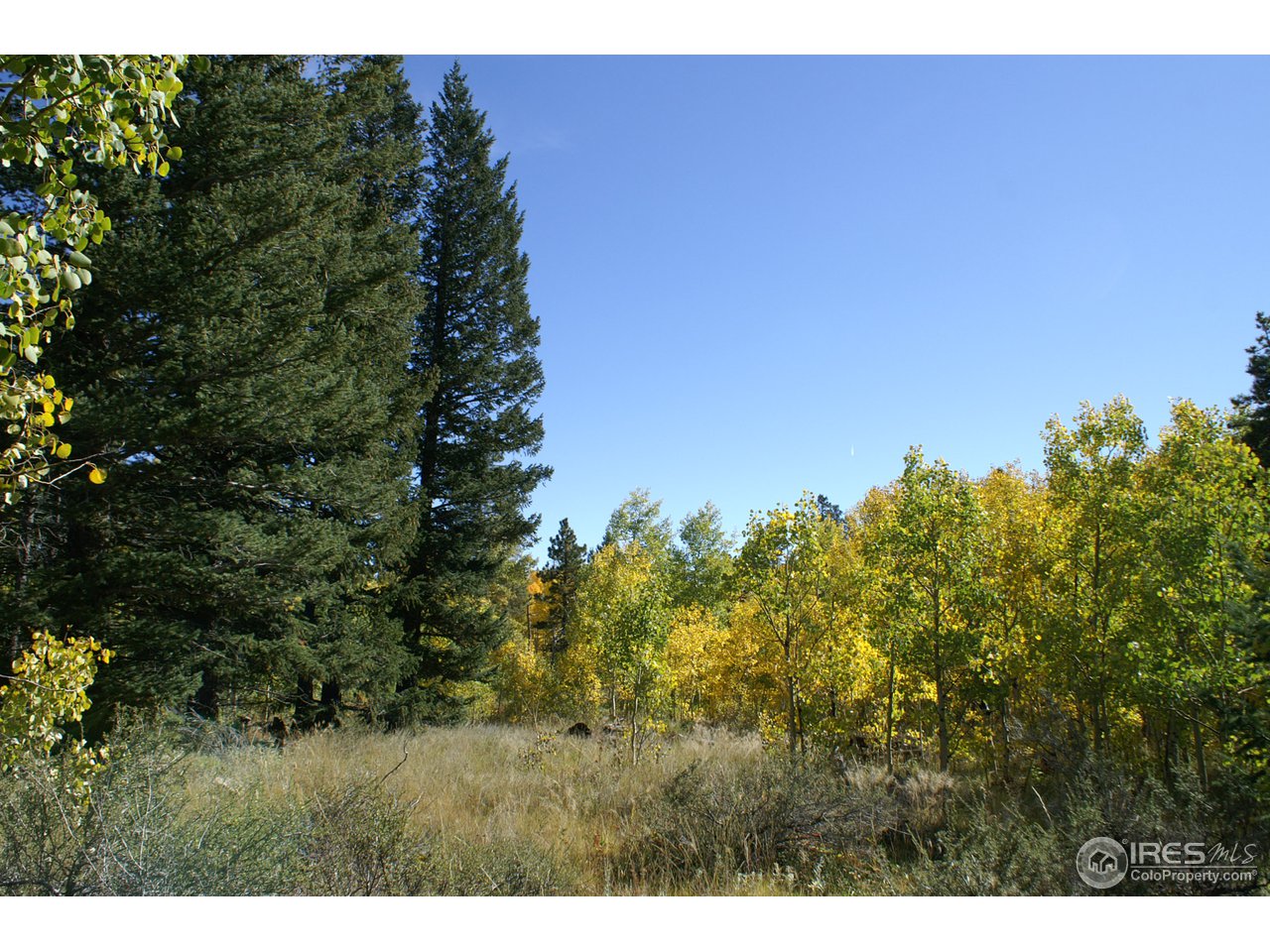 820 Thunder Ridge Road South Nederland, CO 80466 - Photo 6 of 11 a view of a bunch of trees and bushes