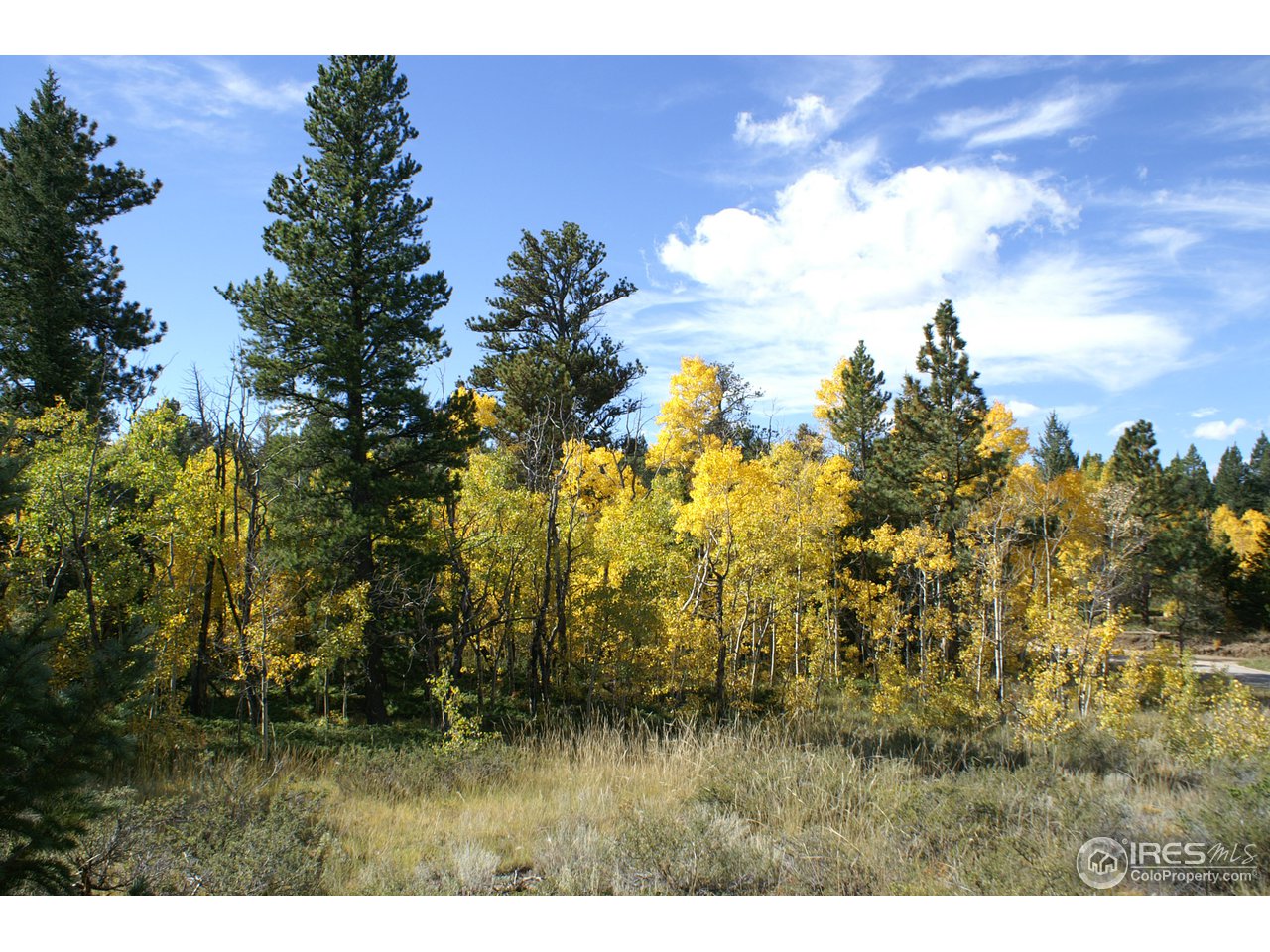 820 Thunder Ridge Road South Nederland, CO 80466 - Photo 8 of 11 a view of a bunch of trees