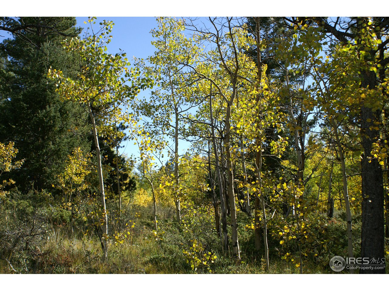 820 Thunder Ridge Road South Nederland, CO 80466 - Photo 9 of 11 a view of a tree