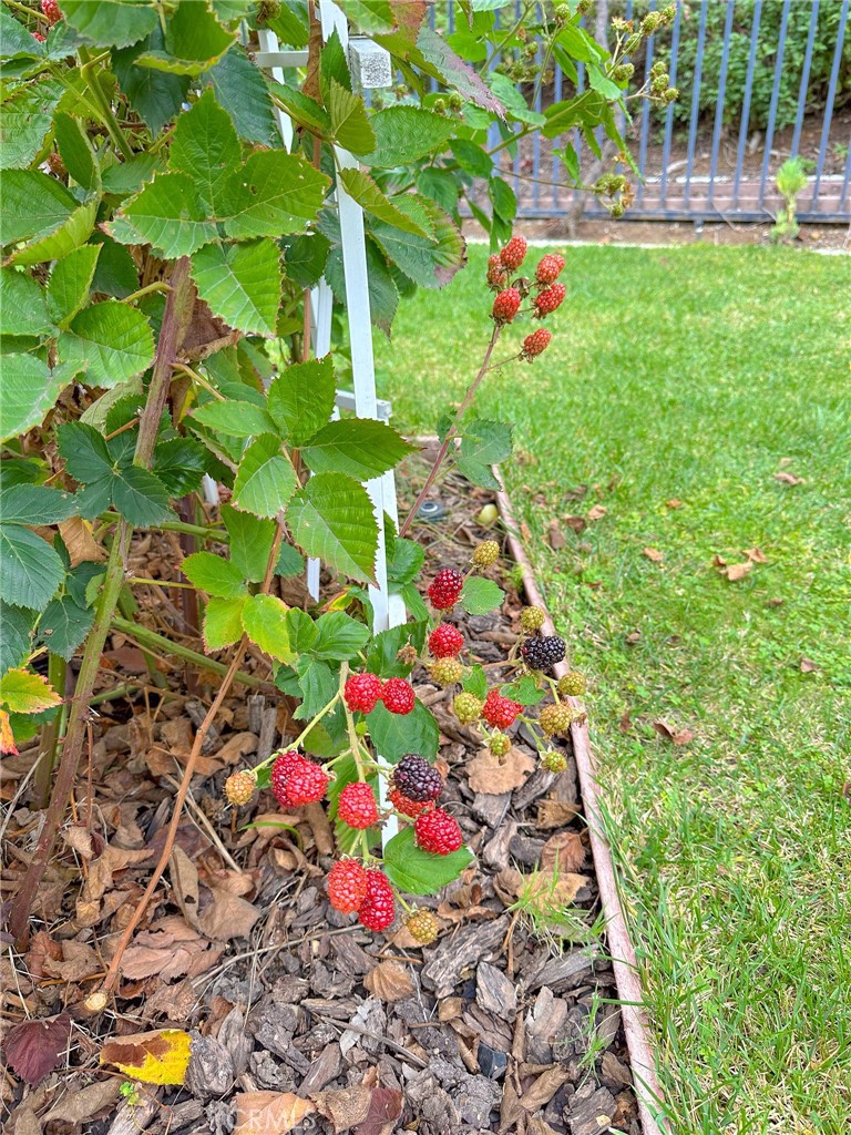31785 Vía Del Viento Trabuco Canyon, CA 92679 - Photo 36 of 50