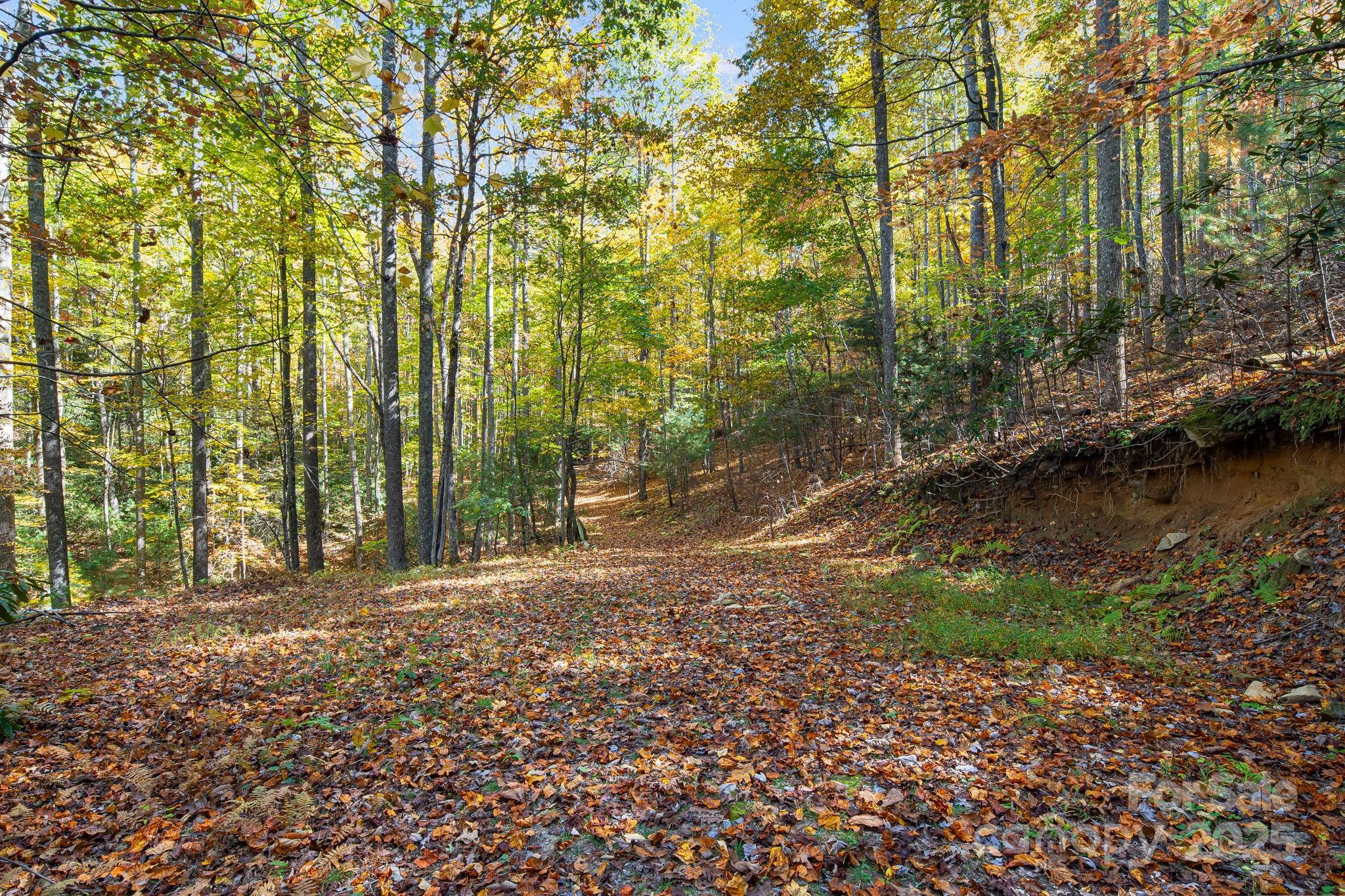 5389 Cascade Lake Road Cedar Mountain, NC 28718 - Photo 8 of 39 a view of a yard with plants and large trees