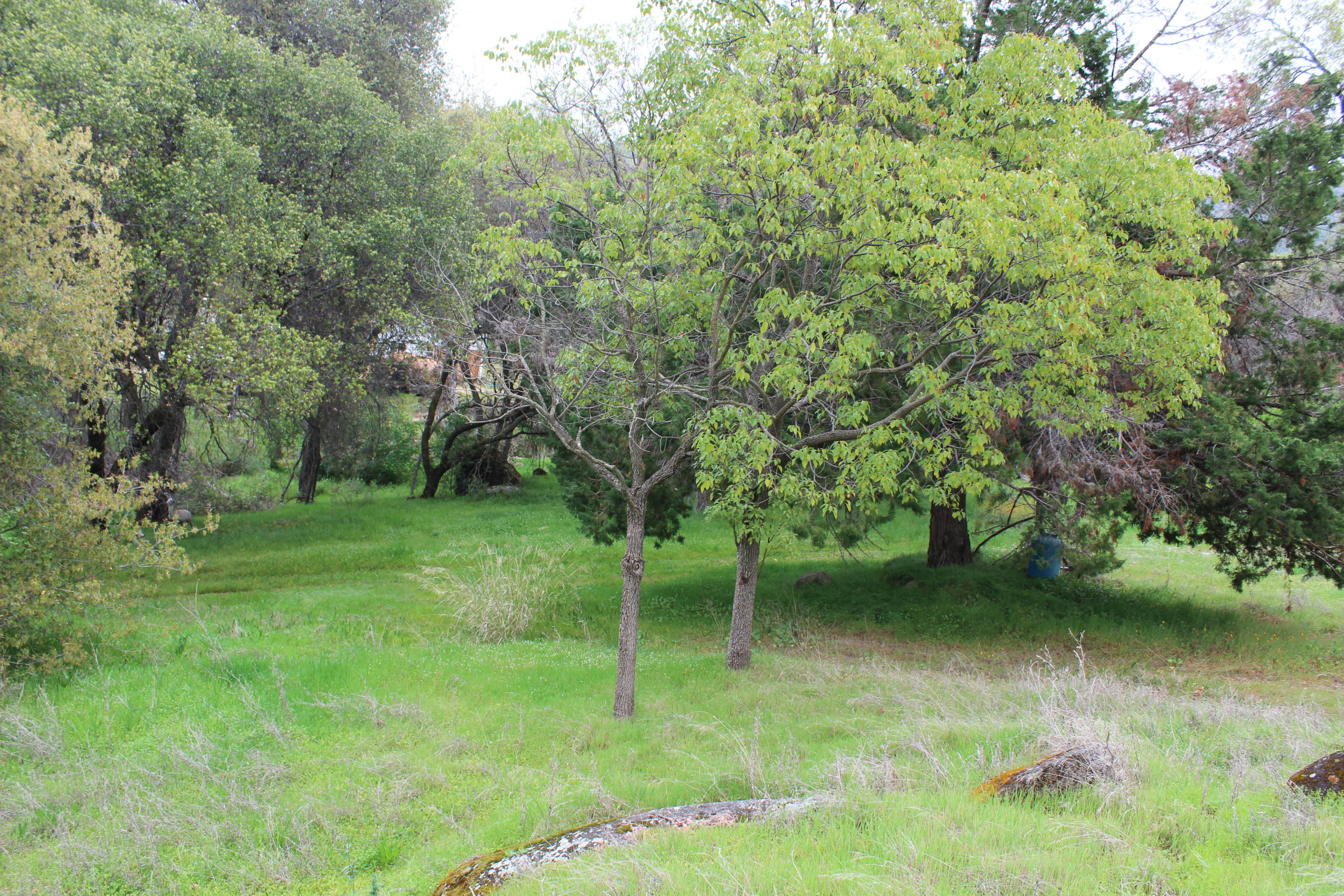 0 Rio Vista Road Springville, CA 93265 - Photo 1 of 32 IMG_4805