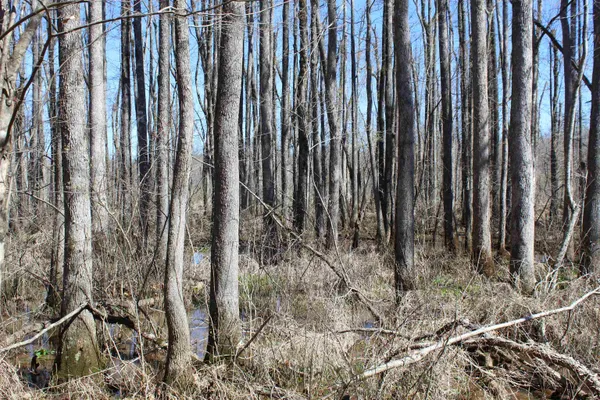 $919,800 | 0 Van Buren Road, Saulsbury, TN 38067