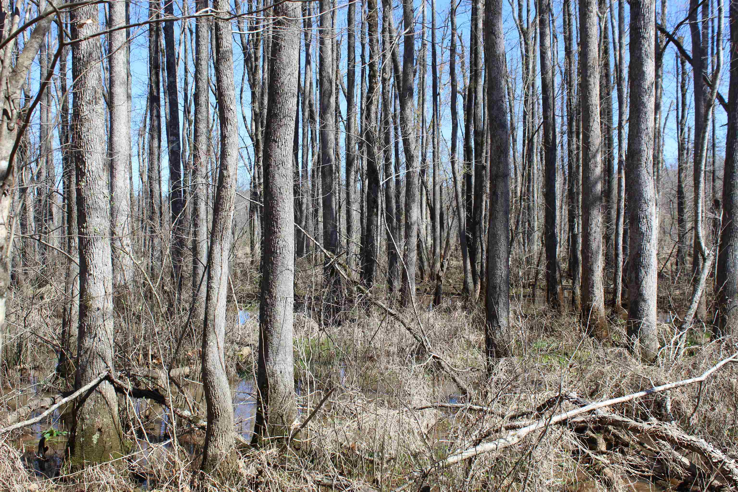 0 Van Buren Road Saulsbury, TN 38067 - Photo 14 of 34 a view of a backyard of the house