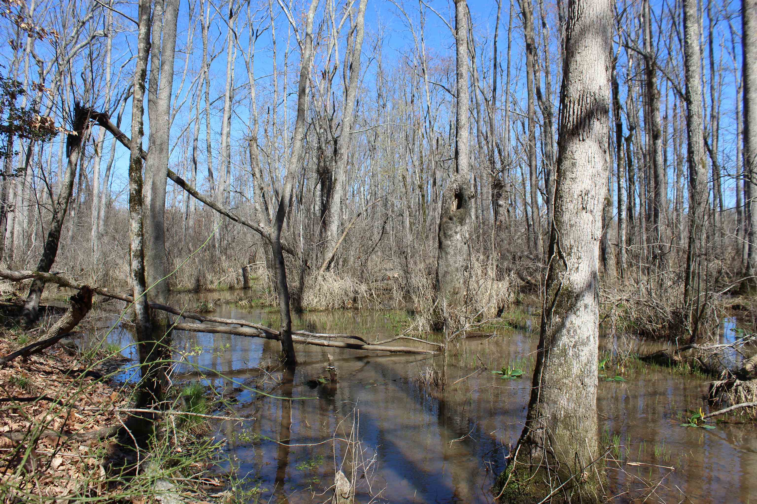 0 Van Buren Road Saulsbury, TN 38067 - Photo 15 of 34