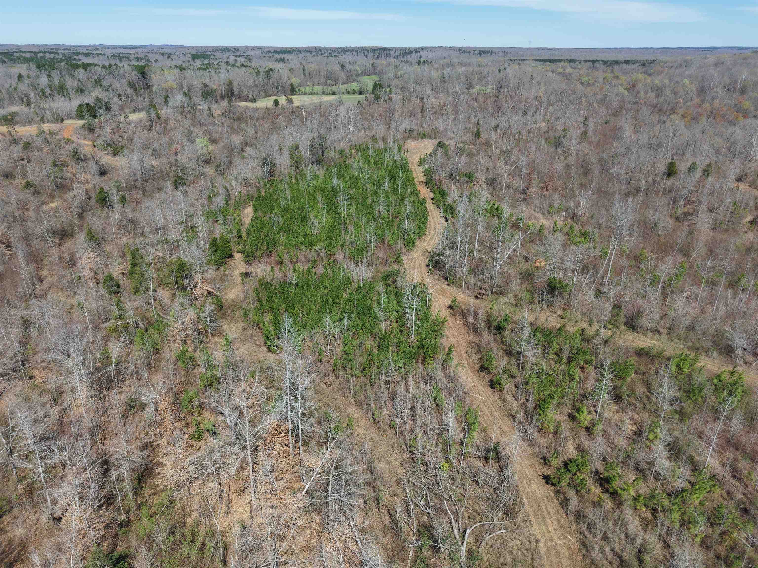 0 Van Buren Road Saulsbury, TN 38067 - Photo 24 of 34 a view of a dry yard with trees