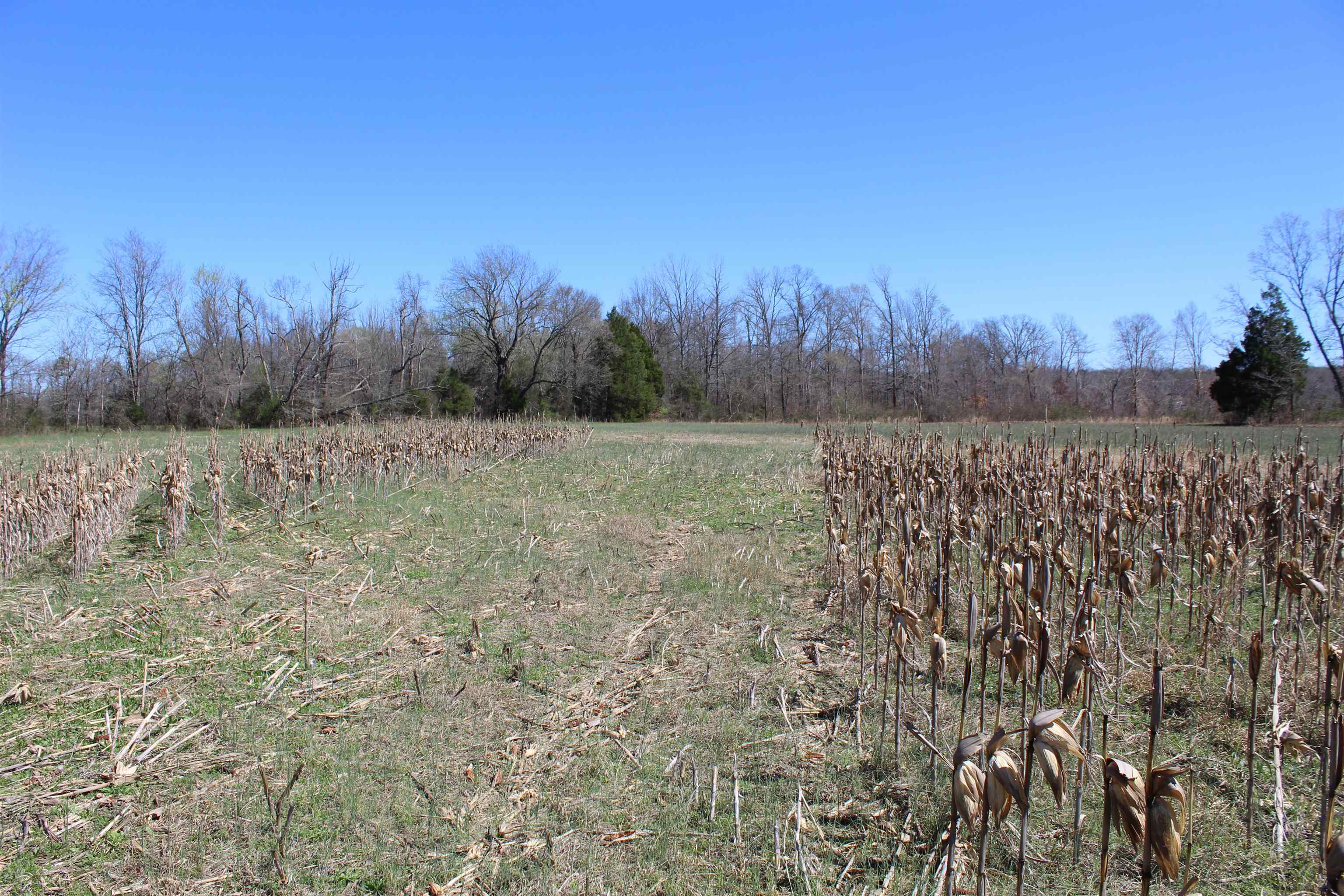0 Van Buren Road Saulsbury, TN 38067 - Photo 28 of 34 a view of a lake with trees in the background