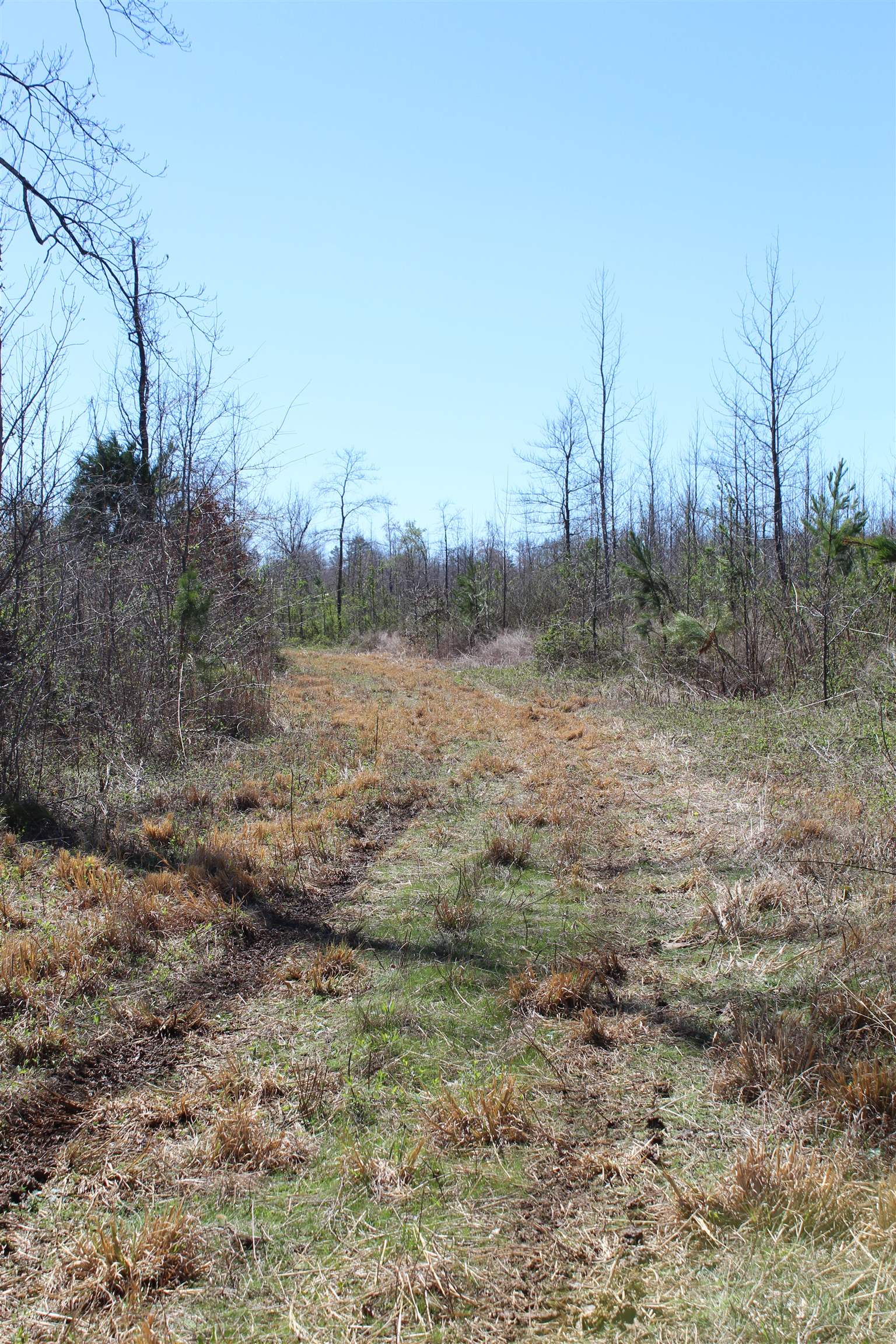 0 Van Buren Road Saulsbury, TN 38067 - Photo 30 of 34 a view of a field with large trees