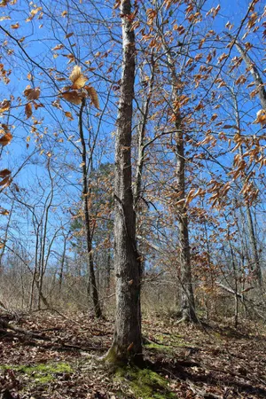 $919,800 | 0 Van Buren Road, Saulsbury, TN 38067