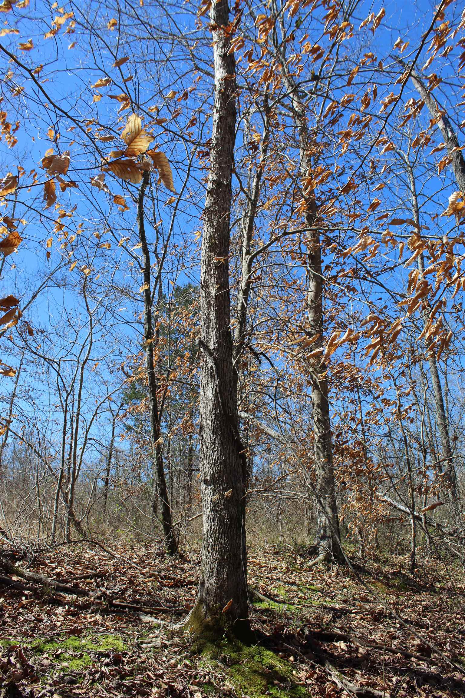 0 Van Buren Road Saulsbury, TN 38067 - Photo 31 of 34 a backyard of a house with lots of green space