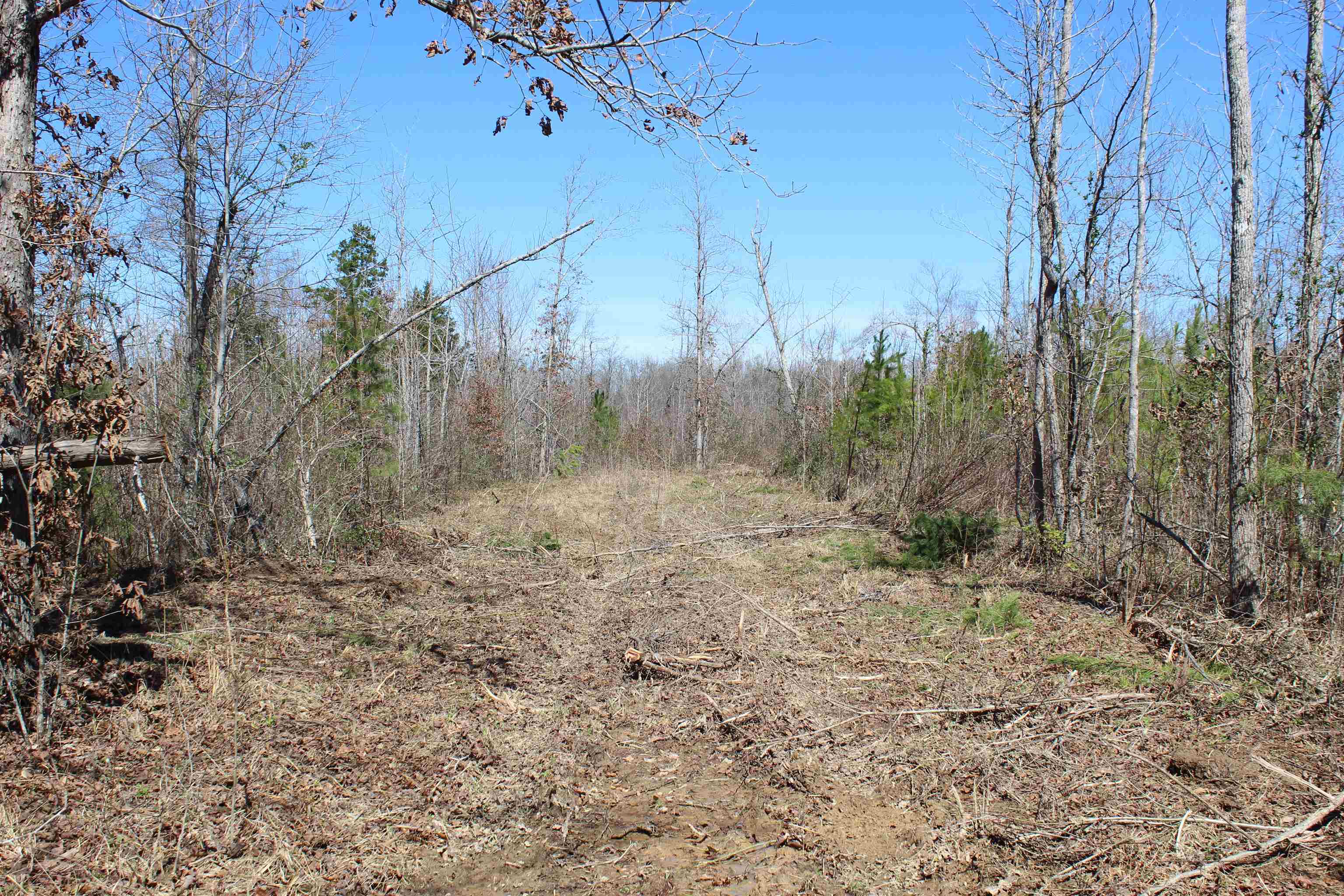 0 Van Buren Road Saulsbury, TN 38067 - Photo 32 of 34 a view of a yard with trees