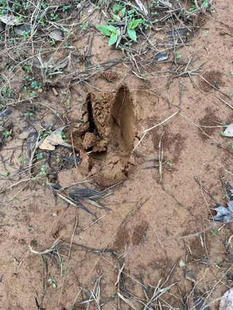 $919,800 | 0 Van Buren Road, Saulsbury, TN 38067