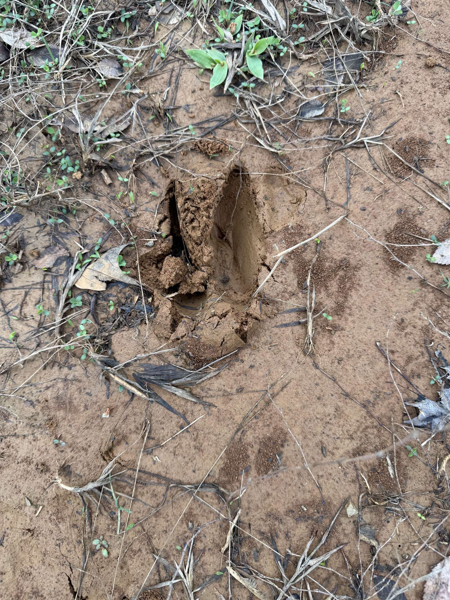 0 Van Buren Road Saulsbury, TN 38067 - Photo 33 of 34 a view of plants
