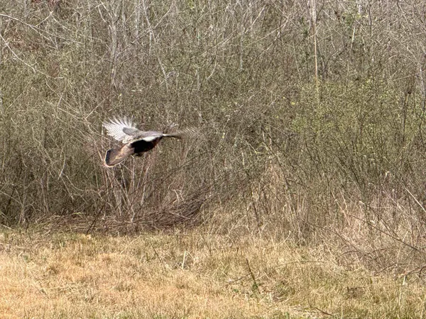 $919,800 | 0 Van Buren Road, Saulsbury, TN 38067