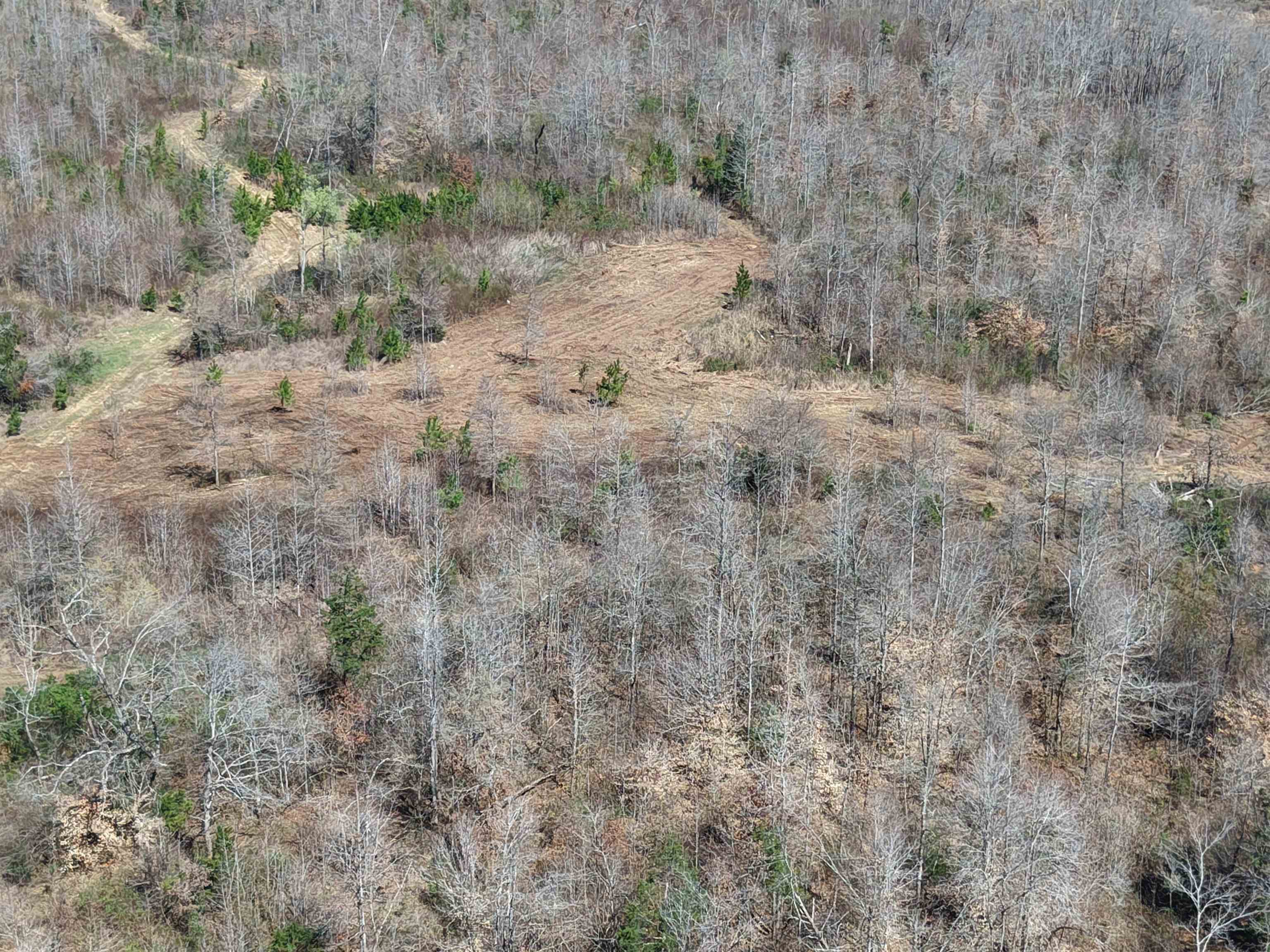 0 Van Buren Road Saulsbury, TN 38067 - Photo 7 of 34 a view of a dry yard with trees all around