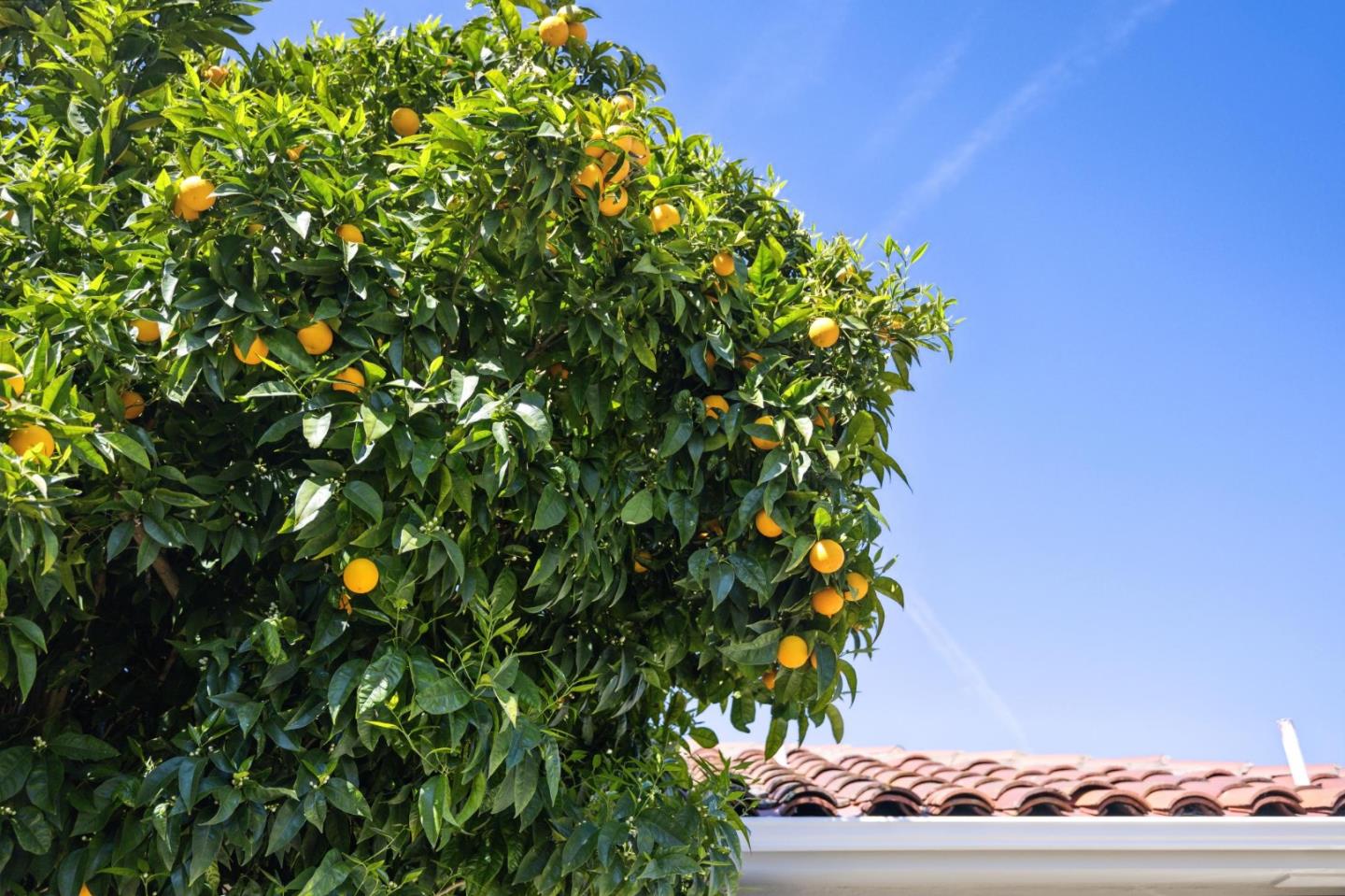 595 Anza Street Mountain View, CA 94041 - Photo 52 of 72 a view of a tree in a field