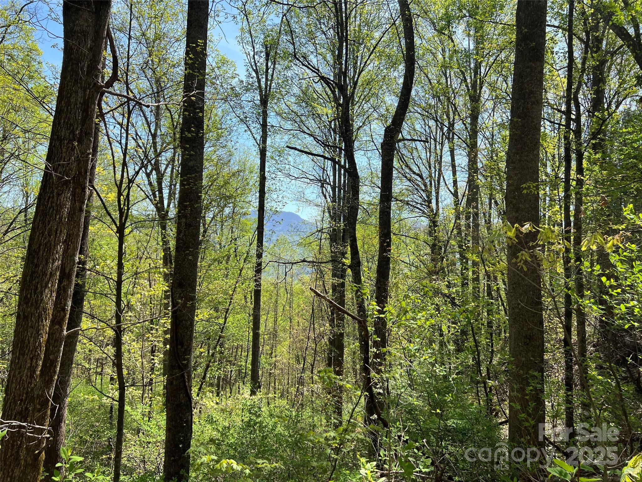 0 Hidden Trail Franklin, NC 28734 - Photo 4 of 12 a view of forest