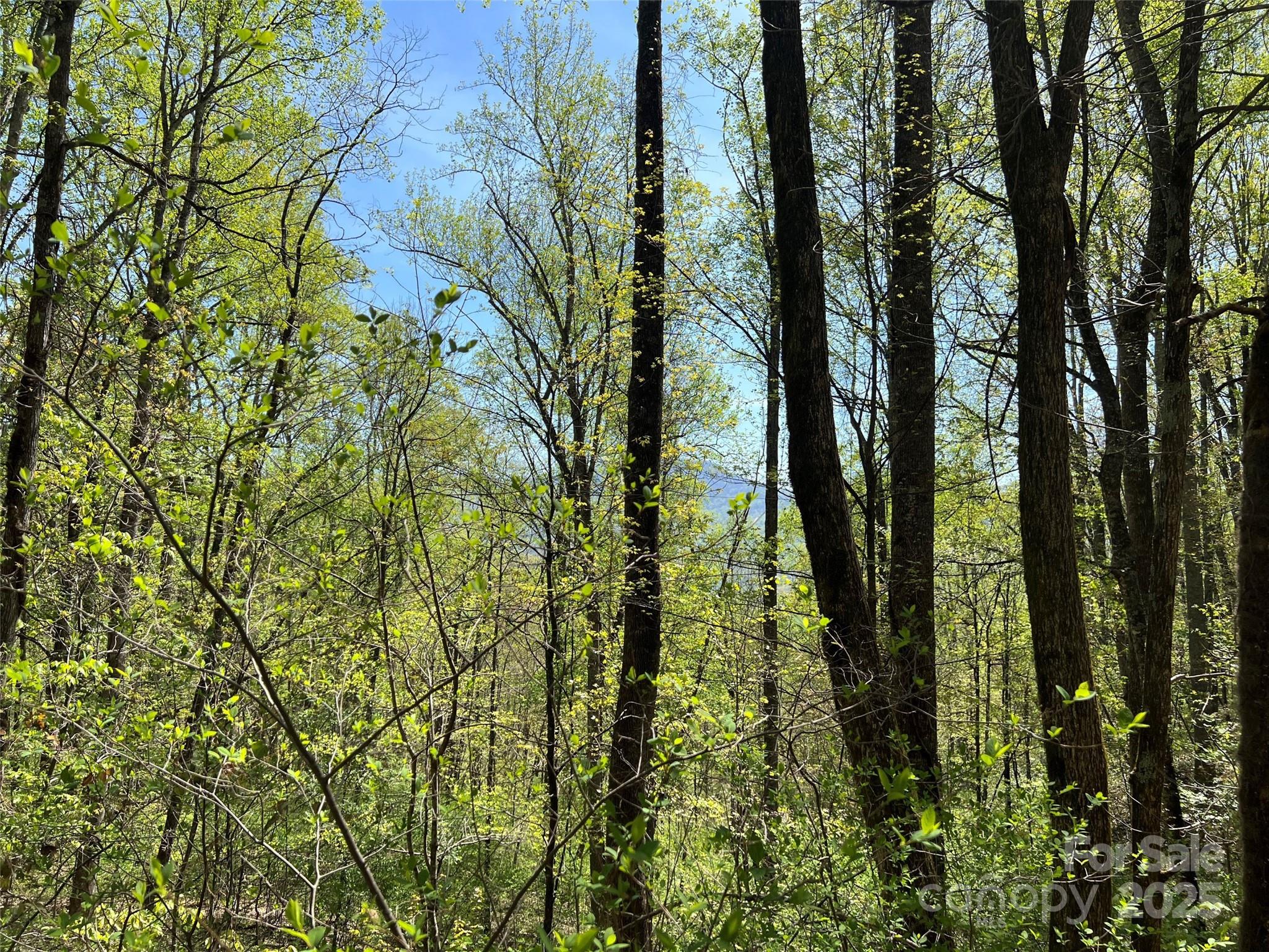0 Hidden Trail Franklin, NC 28734 - Photo 8 of 12 a view of forest