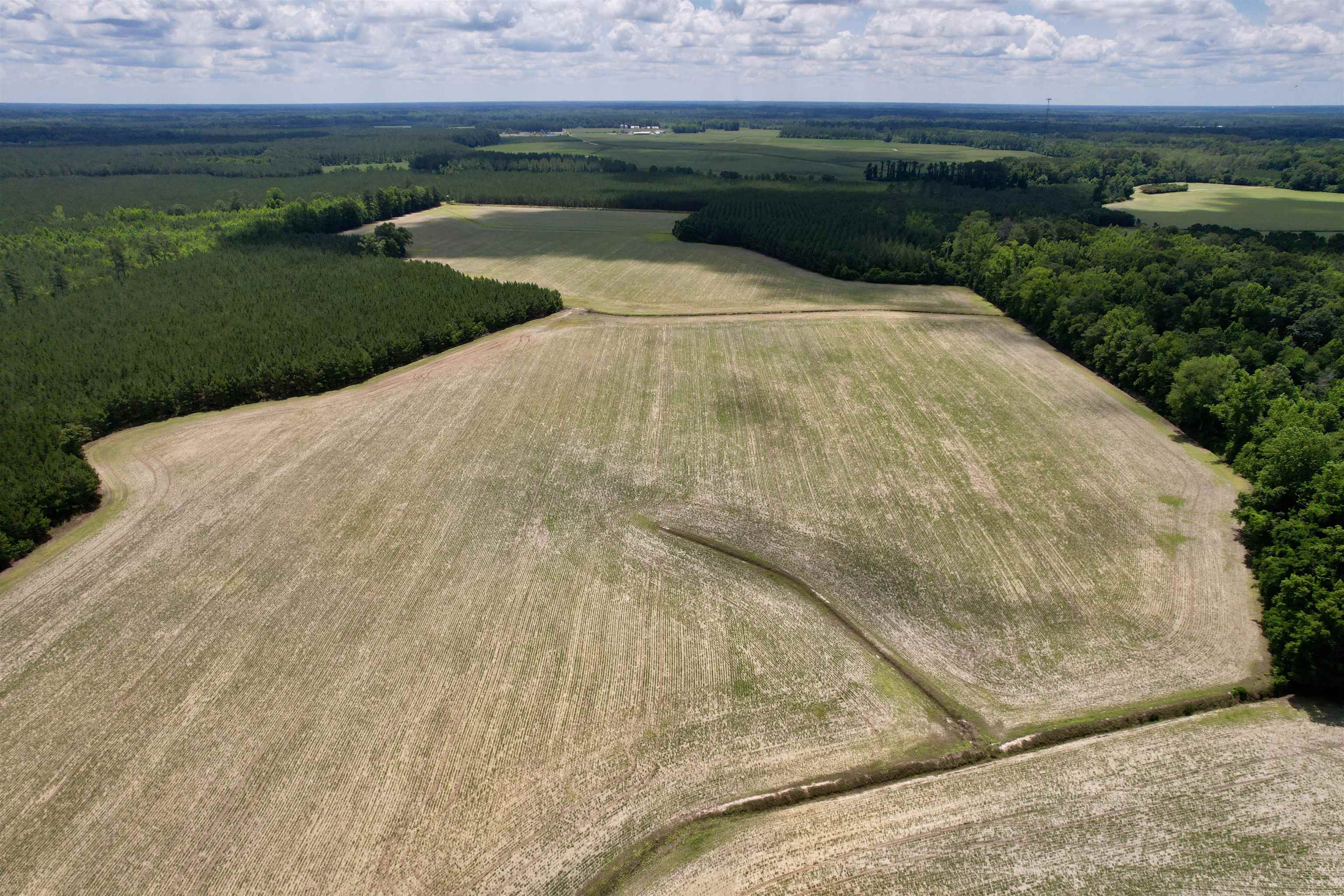 83.03-acres - Birch Creek Road Andrews, SC 29510 - Photo 5 of 25