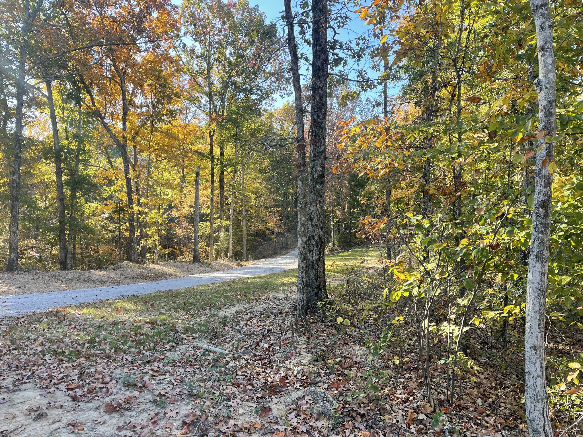 1030 Johnson Hollow Road McEwen, TN 37101 - Photo 73 of 78 a view of a yard with plants and trees