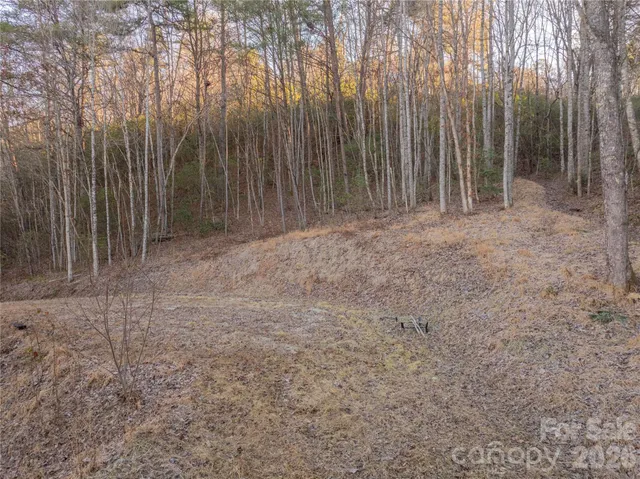 a view of backyard with trees