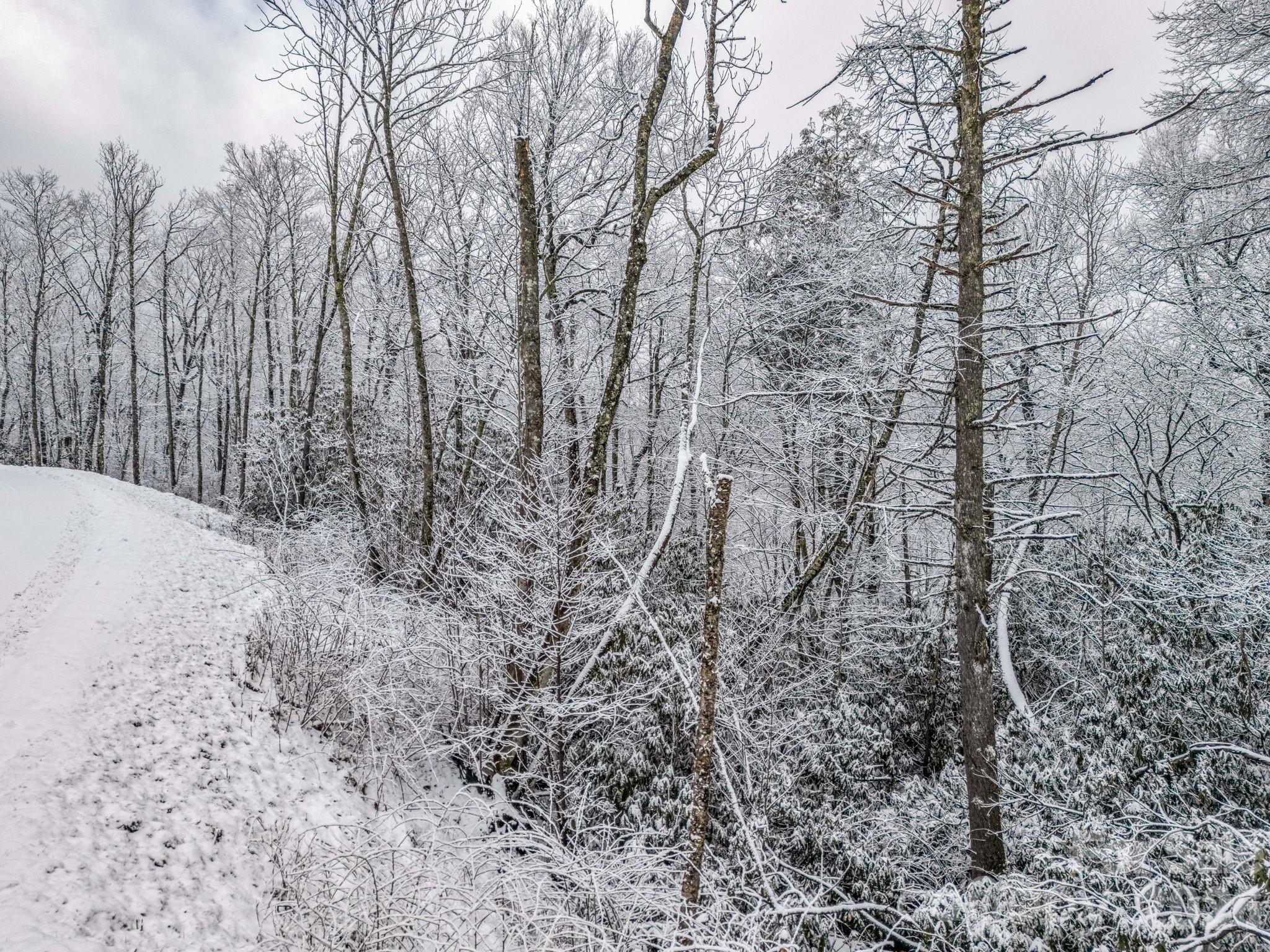 D54 Springwater Road, Unit D54 Glenville, NC 28736 - Photo 26 of 26 a view of a yard with trees