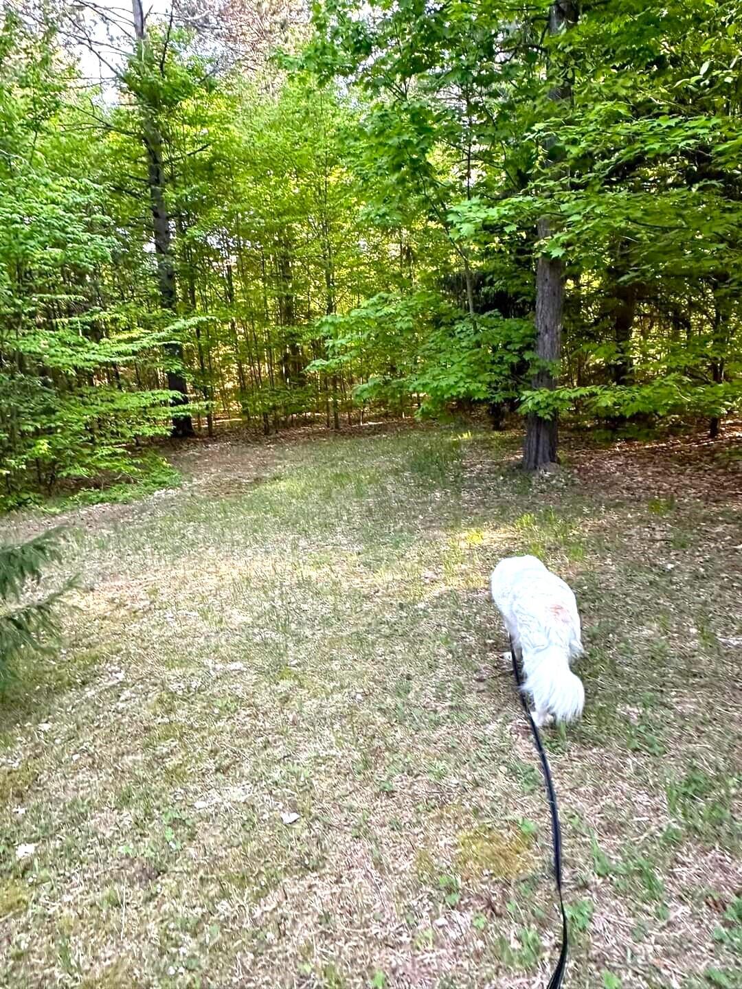 480 East Marlette Road Frederic, MI 49733 - Photo 10 of 47 Gallery Image 10