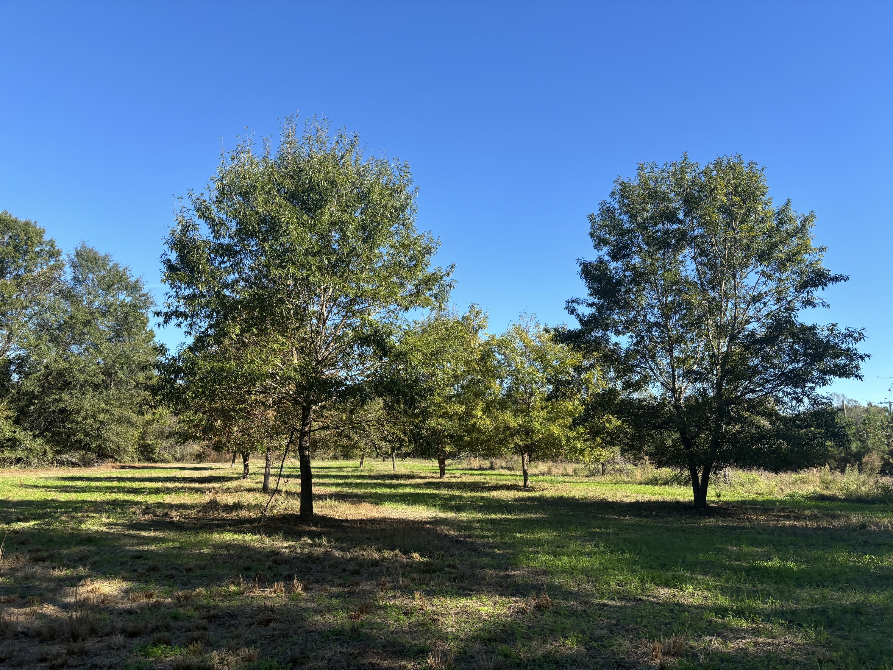 243 Nexsen Road Kingstree, SC 29556 - Photo 25 of 35 IMG_3034