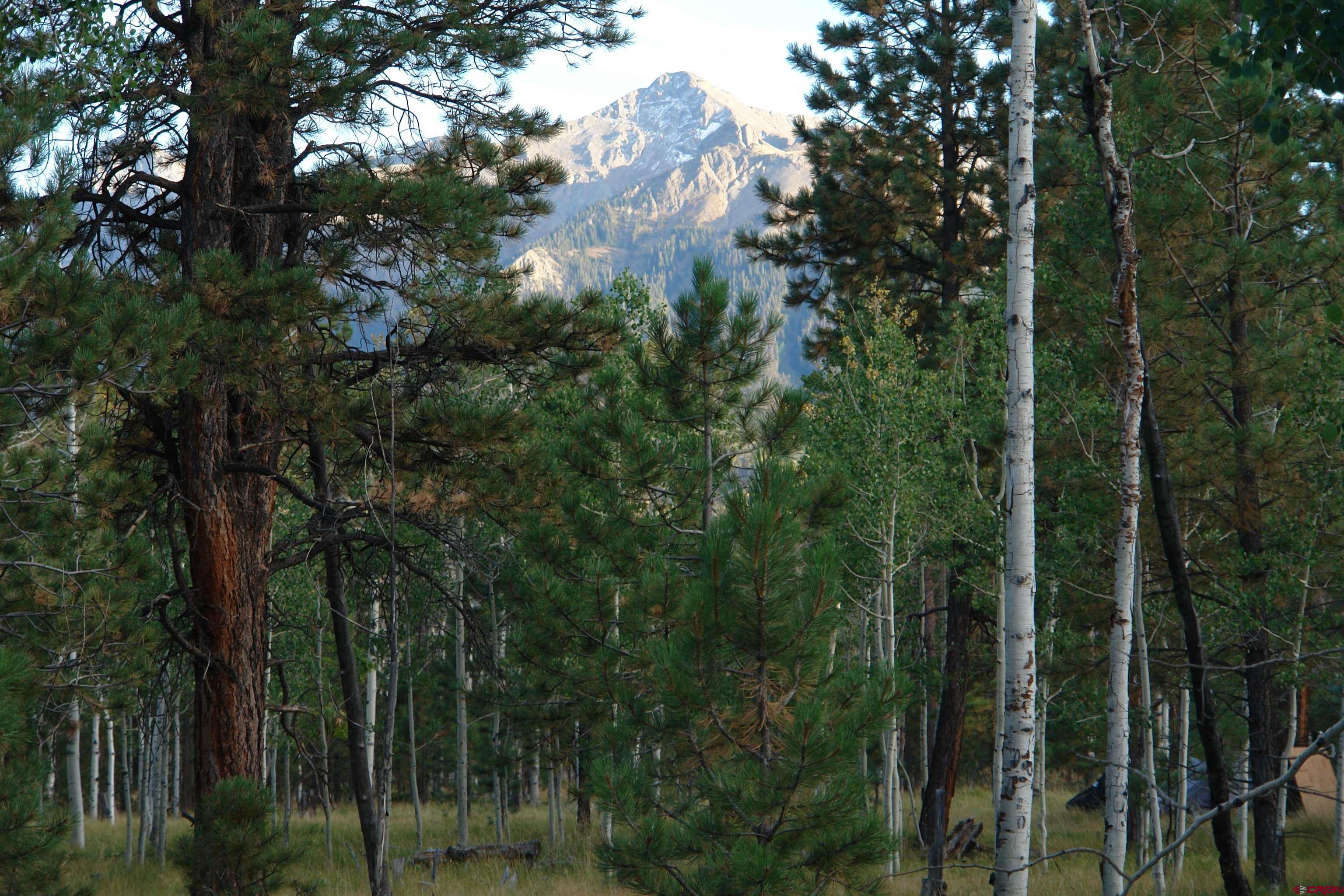 80 West Piney Woods Way Ridgway, CO 81432 - Photo 11 of 35 a view of a forest with a tree