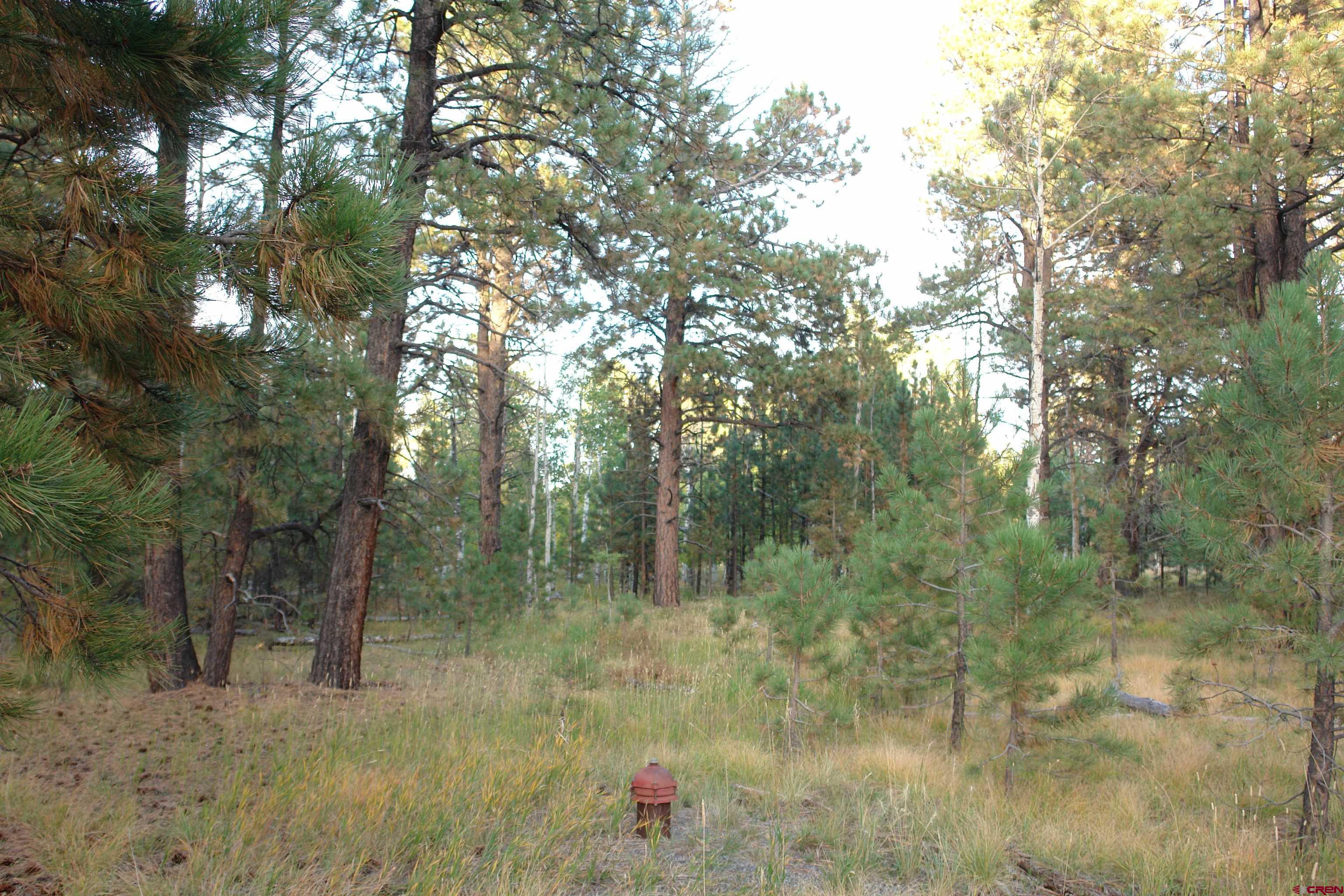 80 West Piney Woods Way Ridgway, CO 81432 - Photo 17 of 35 a backyard of a house with lots of green space and trees in the back