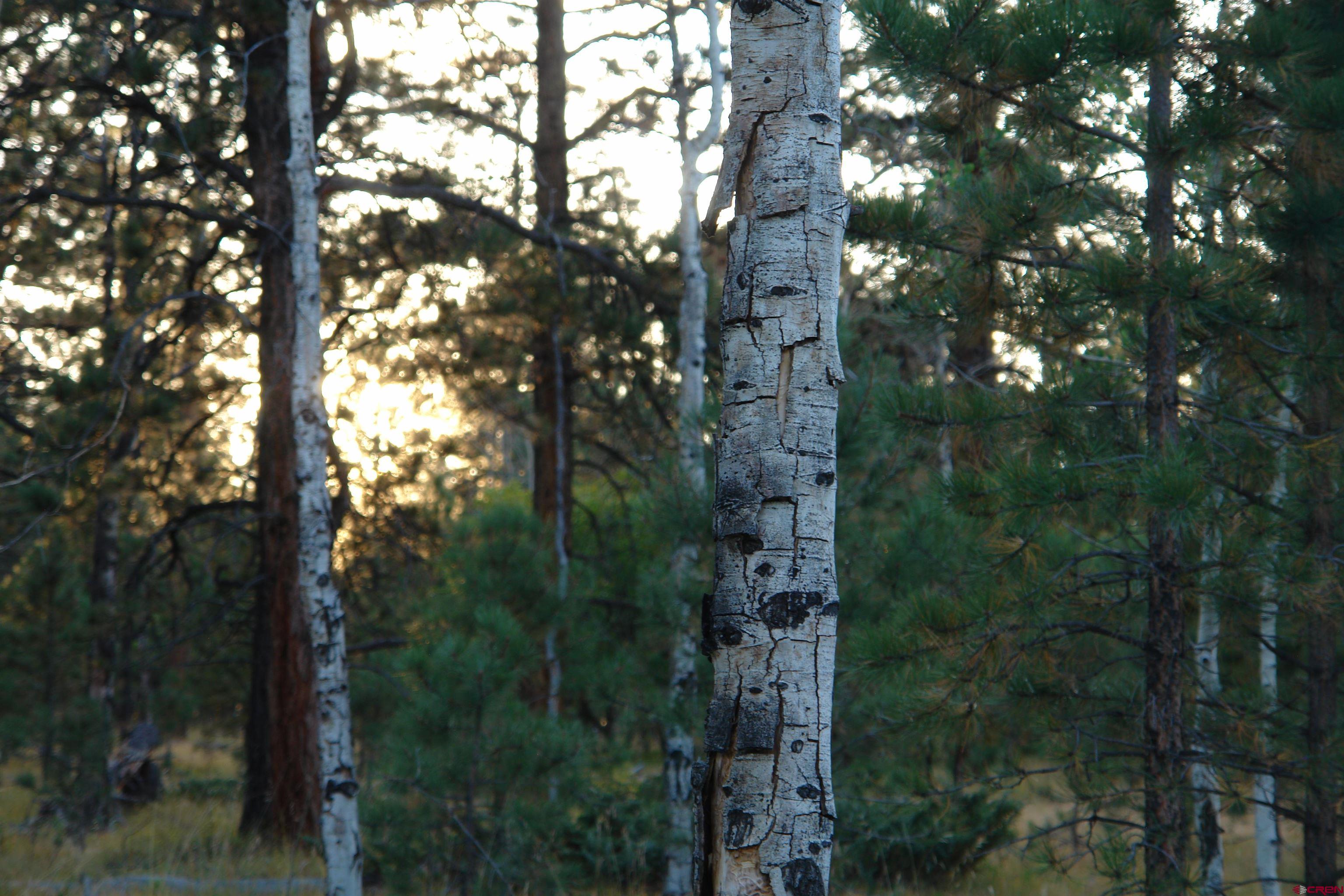 80 West Piney Woods Way Ridgway, CO 81432 - Photo 19 of 35 a view of a tree in a yard