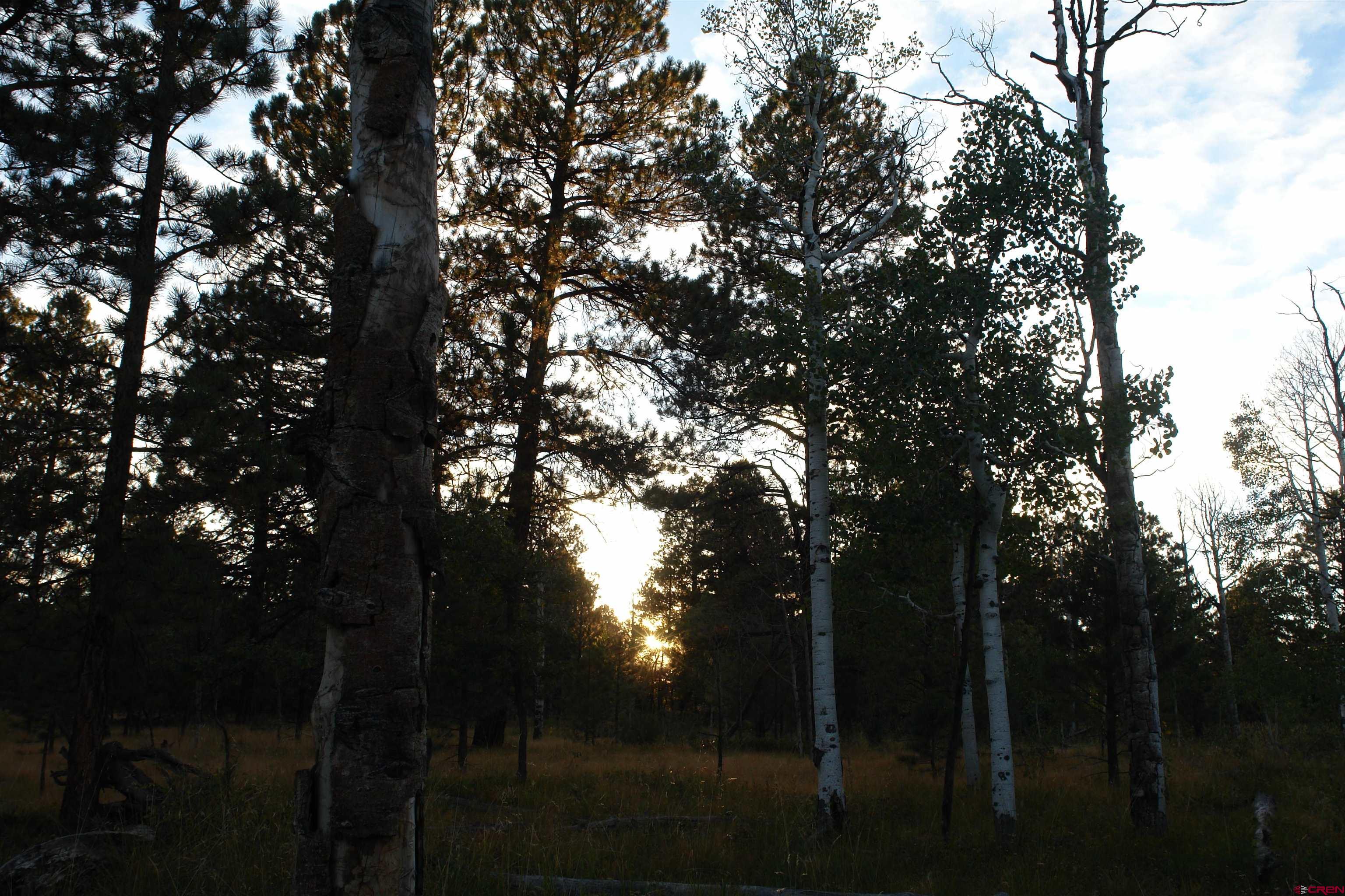 80 West Piney Woods Way Ridgway, CO 81432 - Photo 20 of 35 a view of a yard