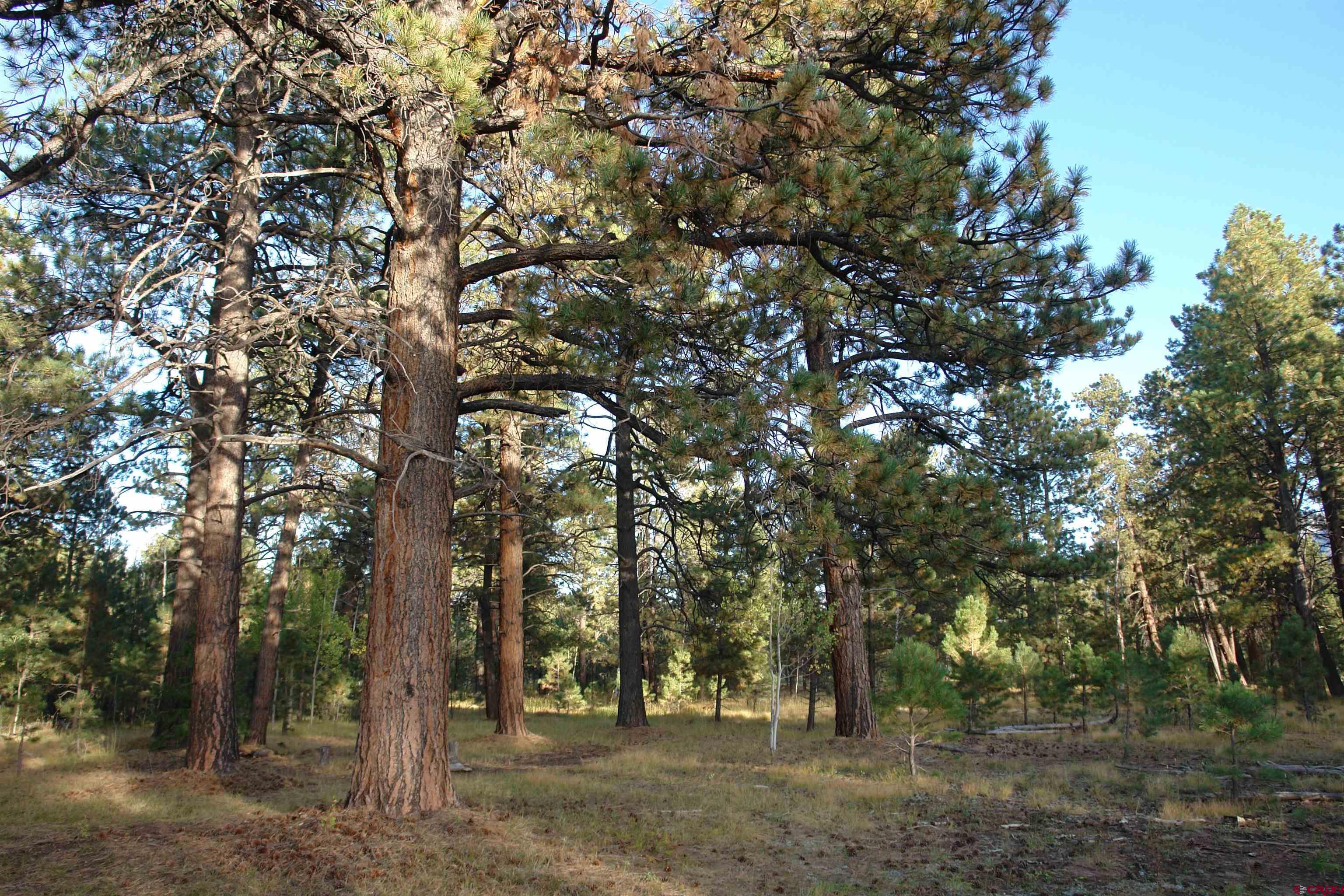 80 West Piney Woods Way Ridgway, CO 81432 - Photo 2 of 35 a view of a forest with trees