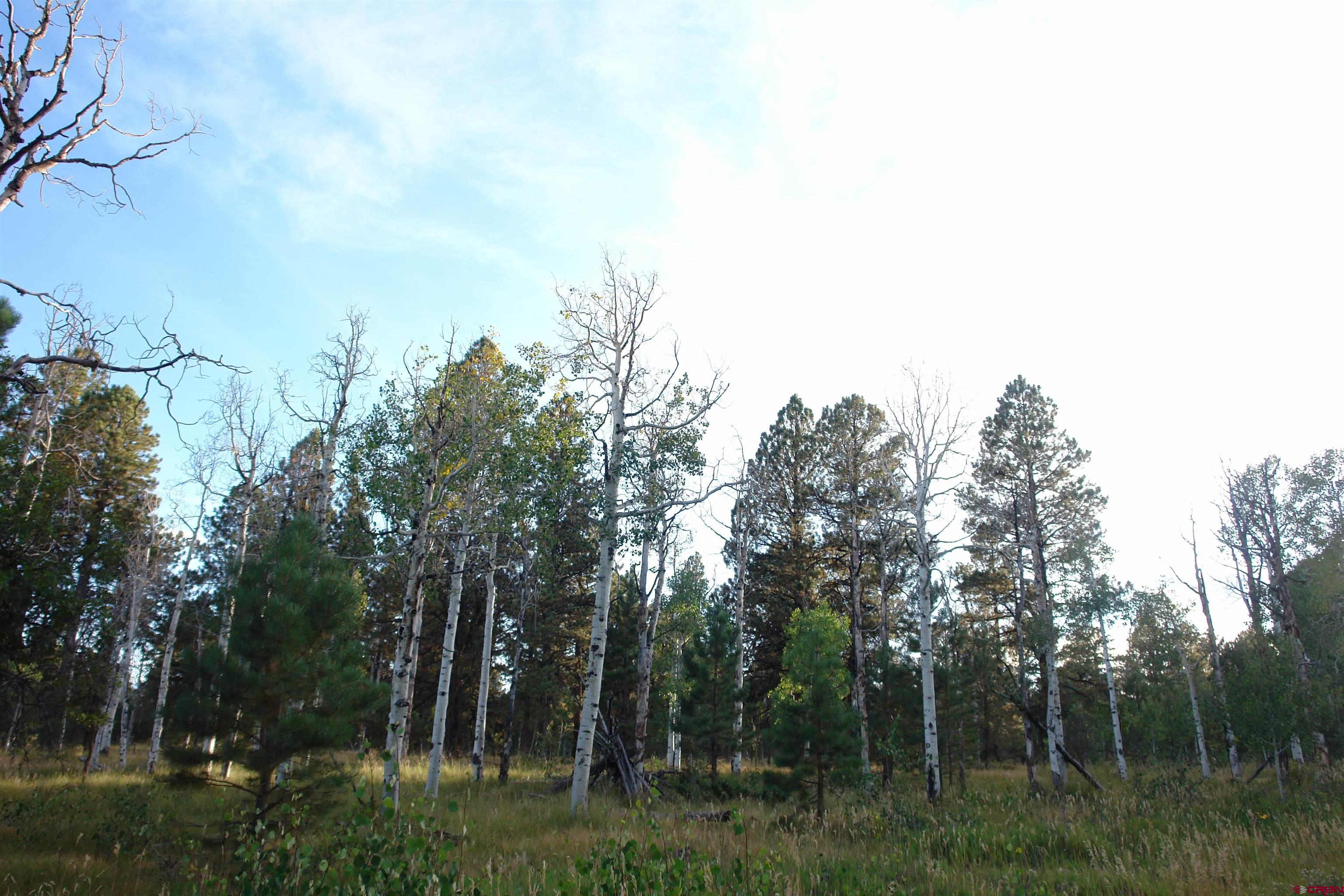 80 West Piney Woods Way Ridgway, CO 81432 - Photo 7 of 35 a view of a yard