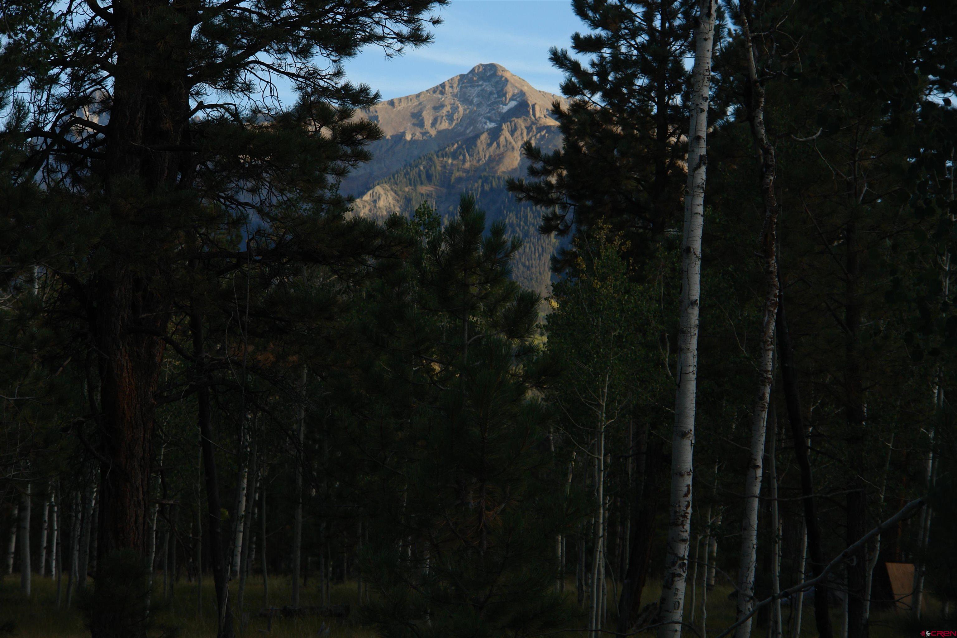 80 West Piney Woods Way Ridgway, CO 81432 - Photo 10 of 35 a close view of electric trees