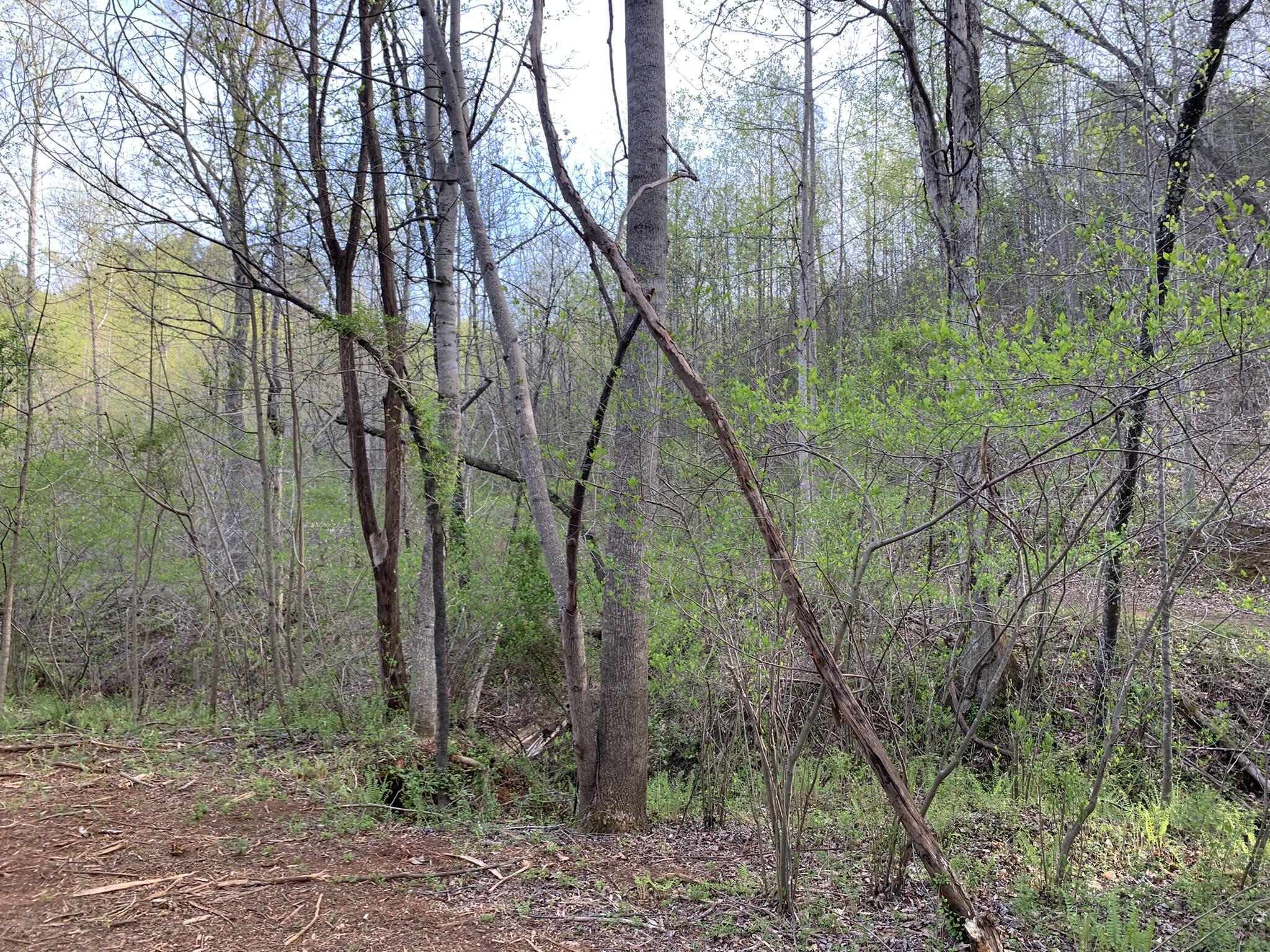 Parcel C Hardy Road Hardy, VA 24101 - Photo 4 of 10 a view of forest