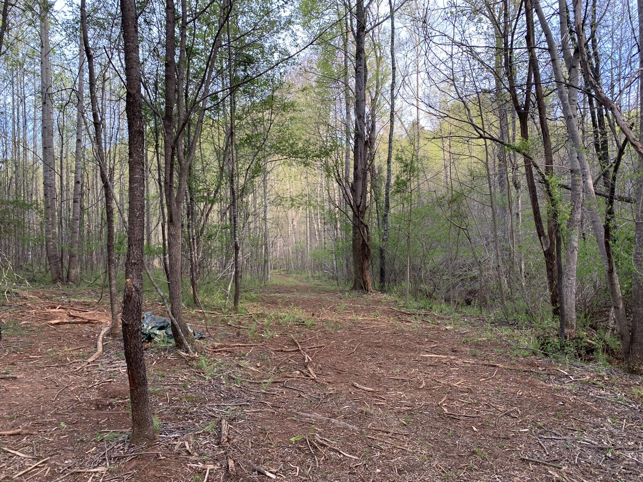 Parcel C Hardy Road Hardy, VA 24101 - Photo 6 of 10 a view of a forest with trees in the background