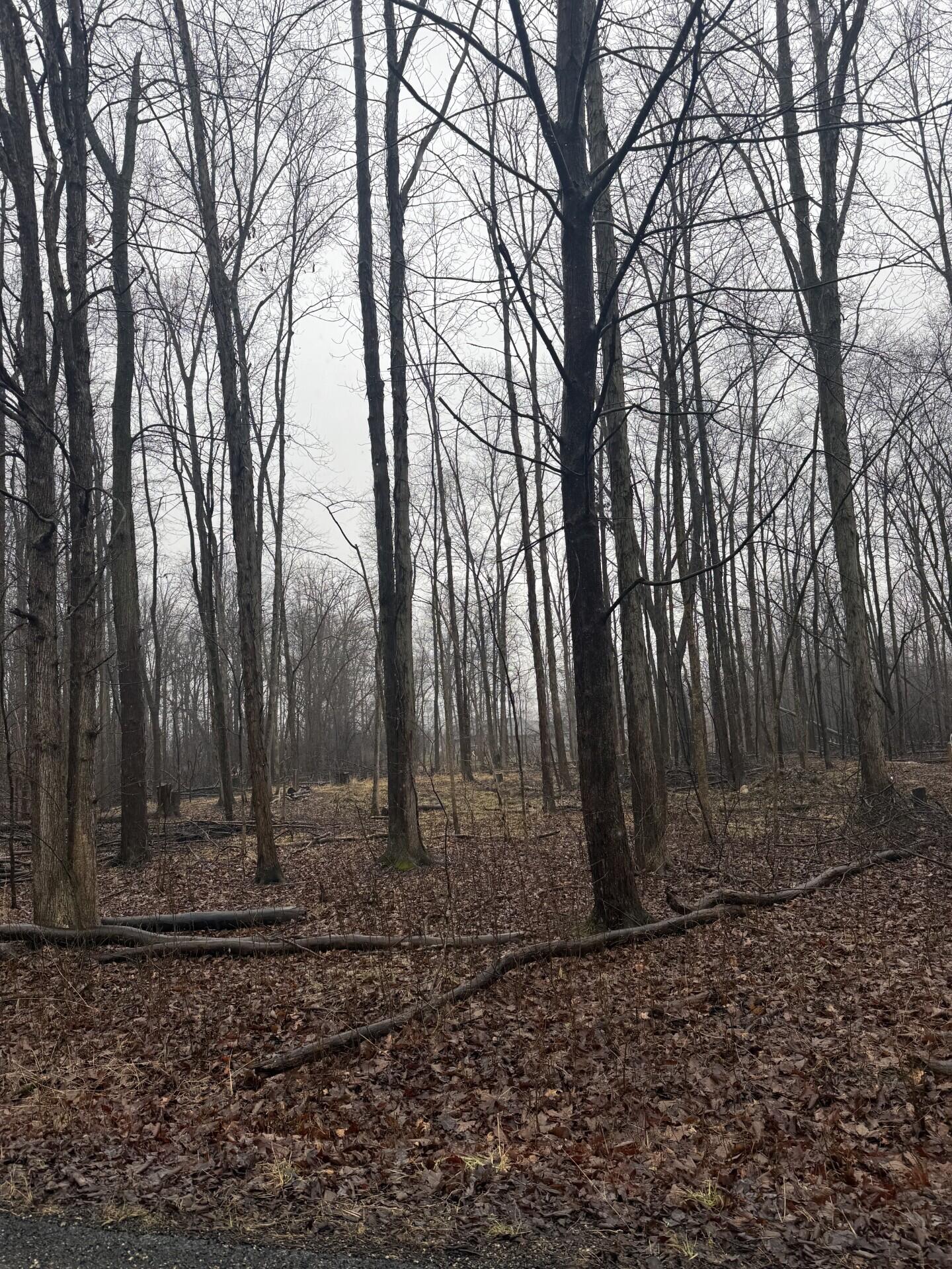 6067 Leora Lane Jackson, MI 49201 - Photo 5 of 7 Leora 5