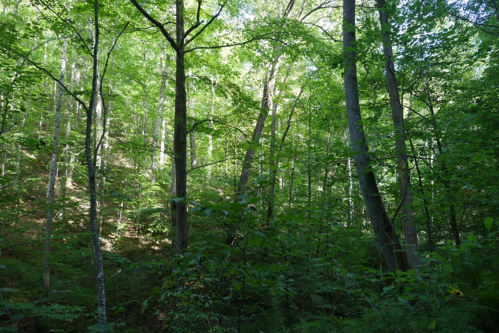 4163 Lick Creek Road Birchleaf, VA 24220 - Photo 57 of 86 Gallery Image 57