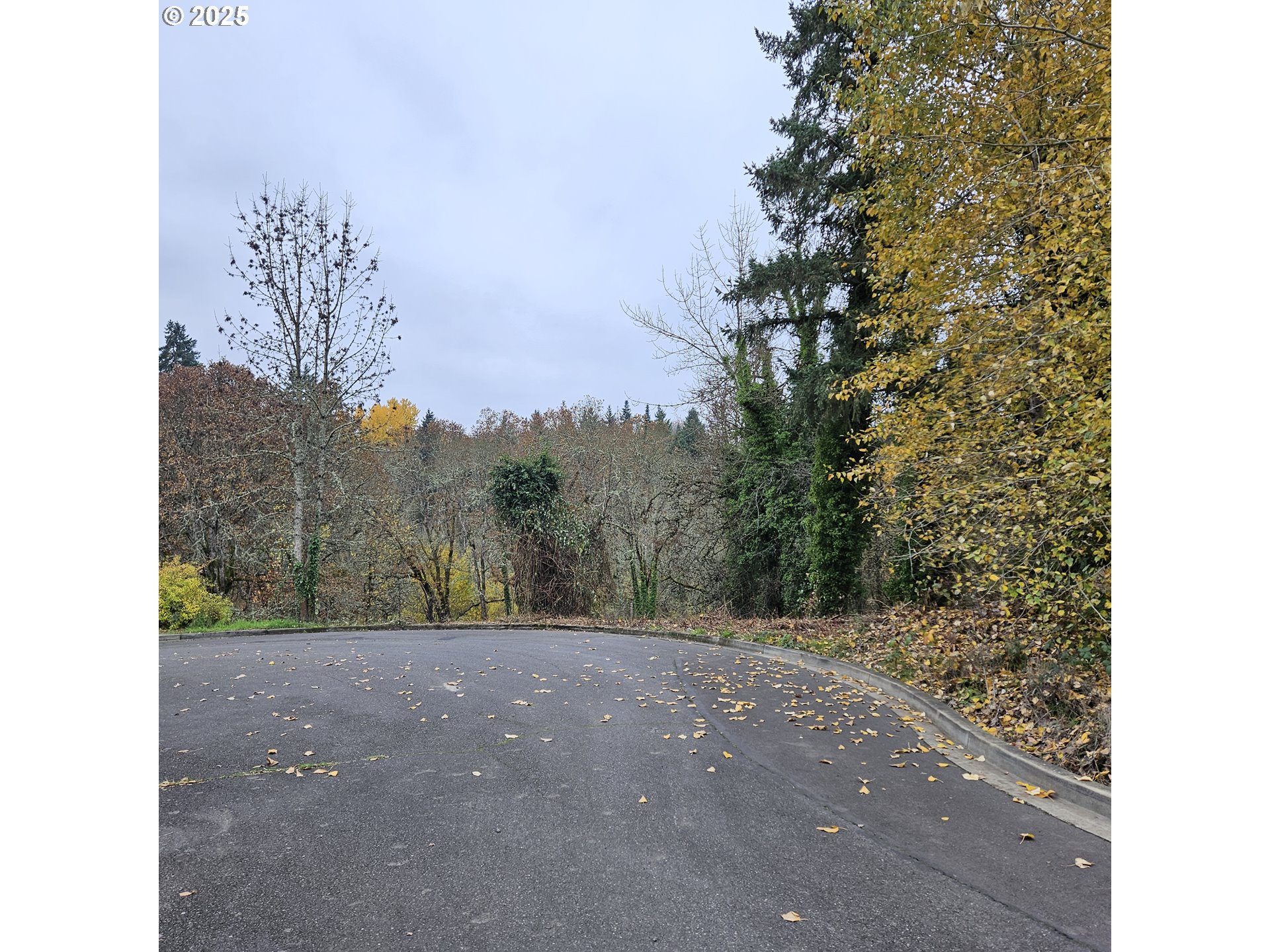 a view of a yard with a tree
