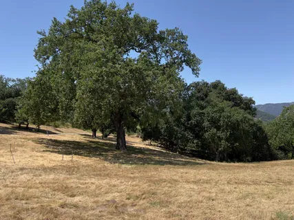 a view of a yard with a tree