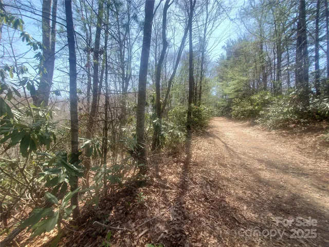 a view of a forest with trees