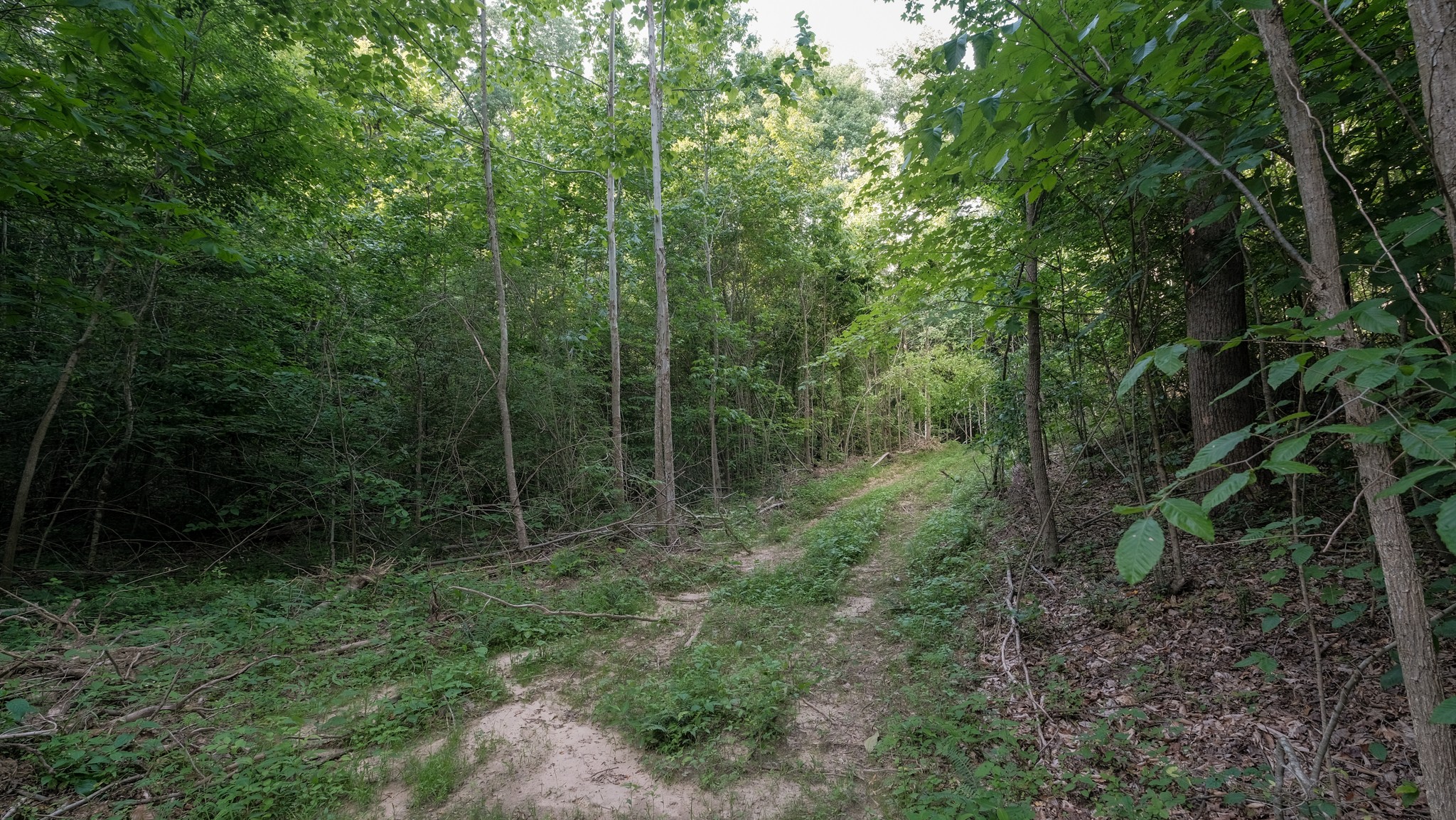 0 Mcadams Road Greenfield, TN 38230 - Photo 18 of 25
